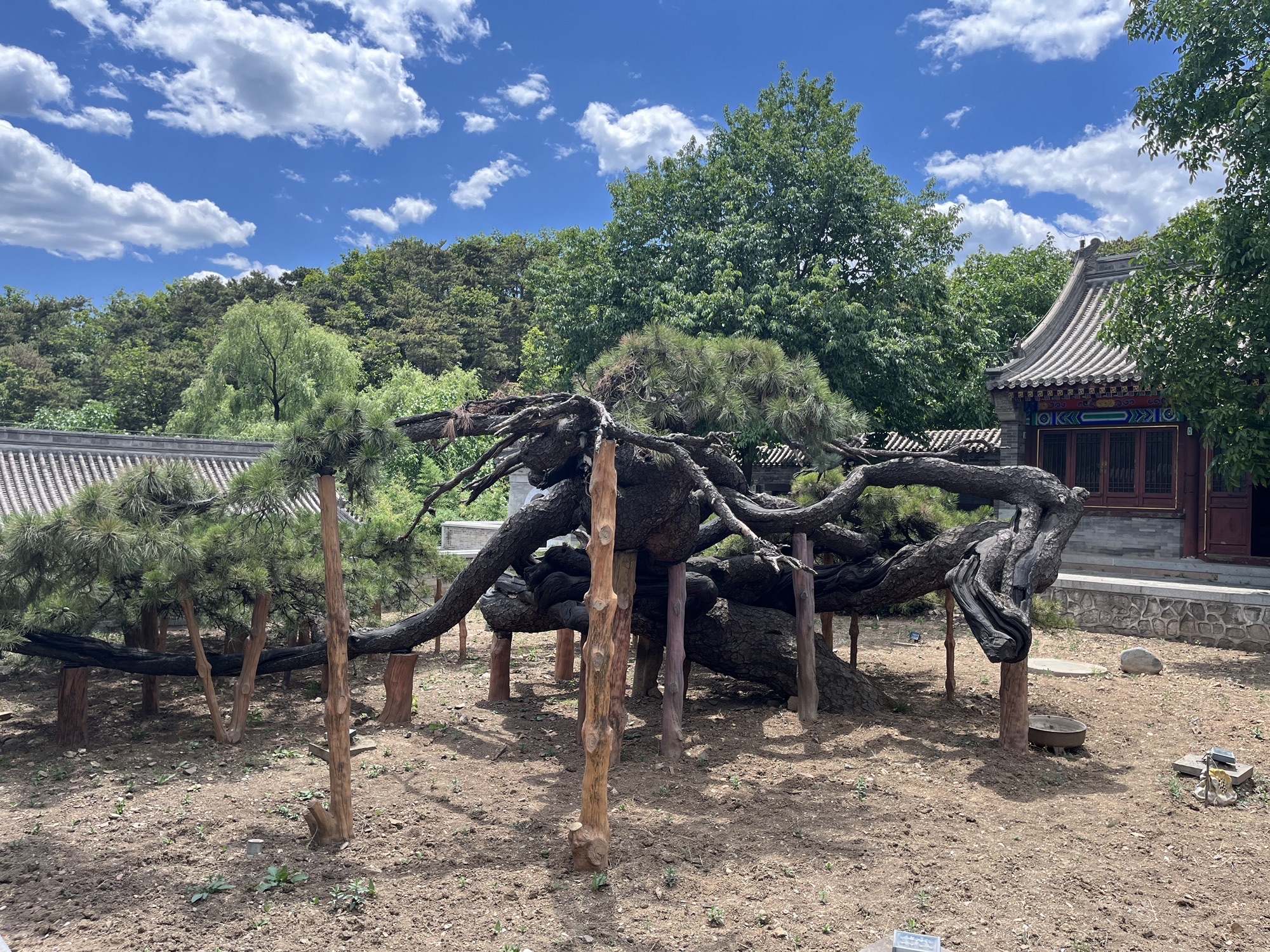 延寿寺盘龙松风景区旅行图片 3