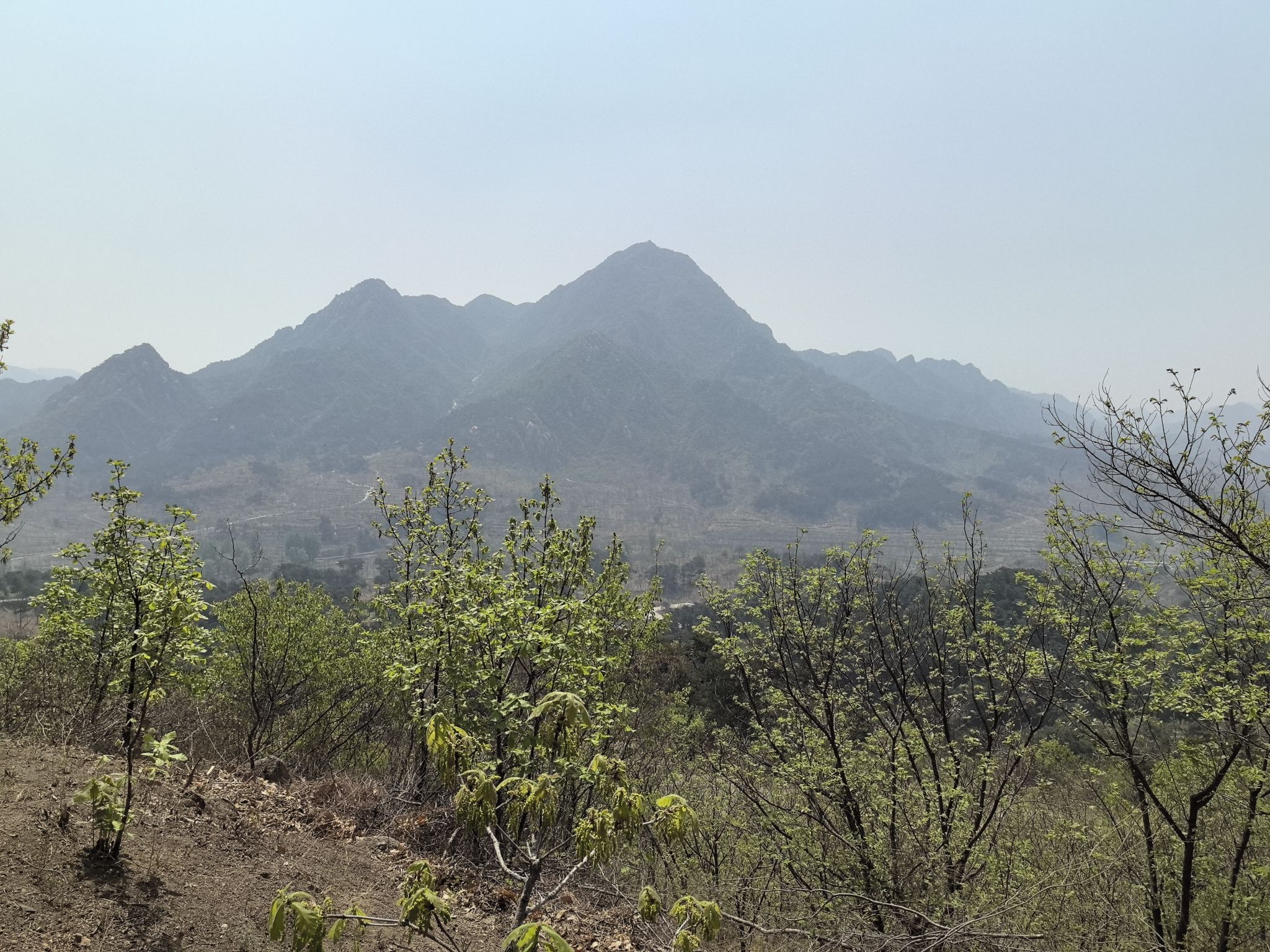 延寿寺盘龙松风景区旅行图片 2