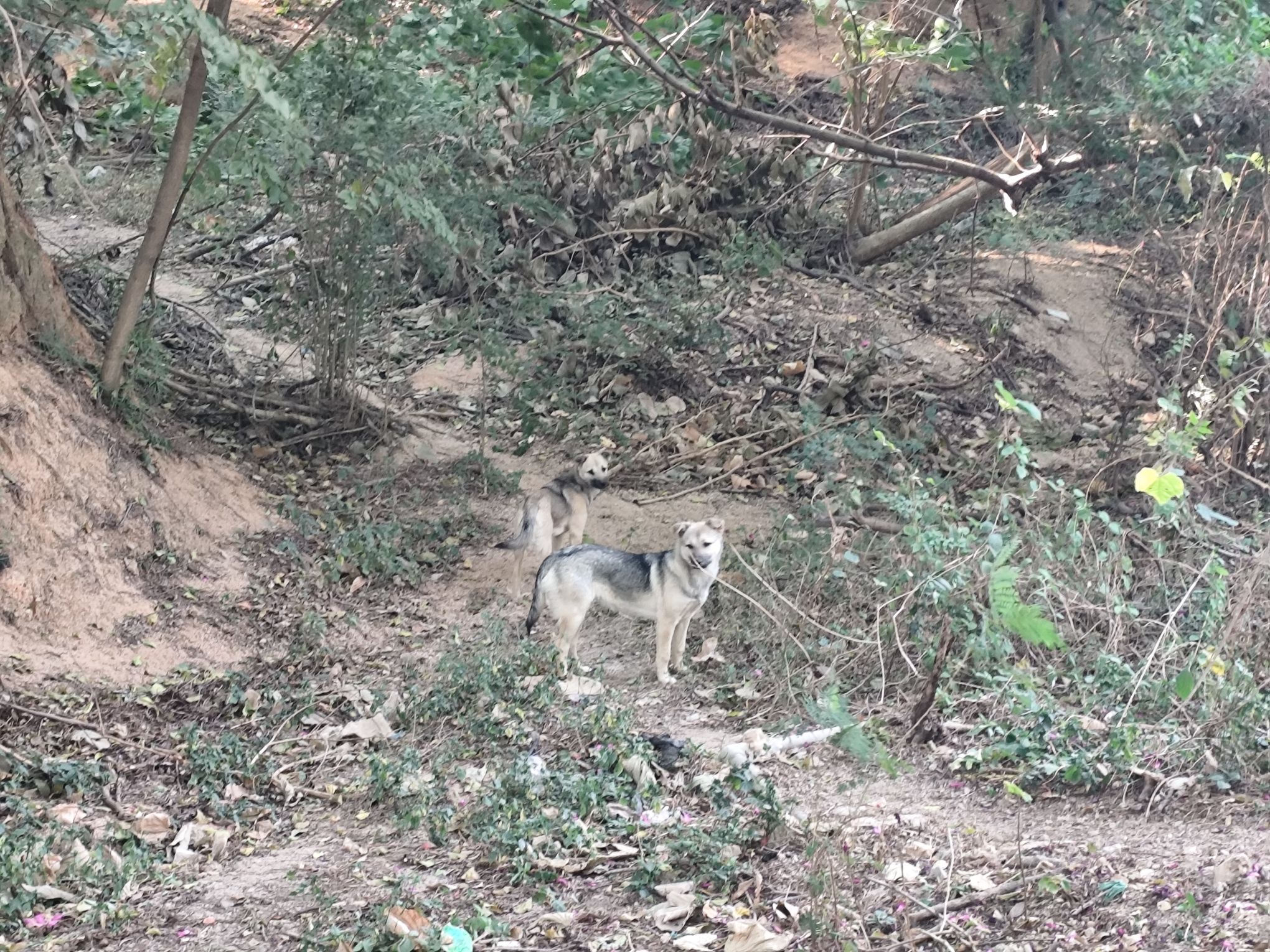 罗裳山生态公园旅行图片 2