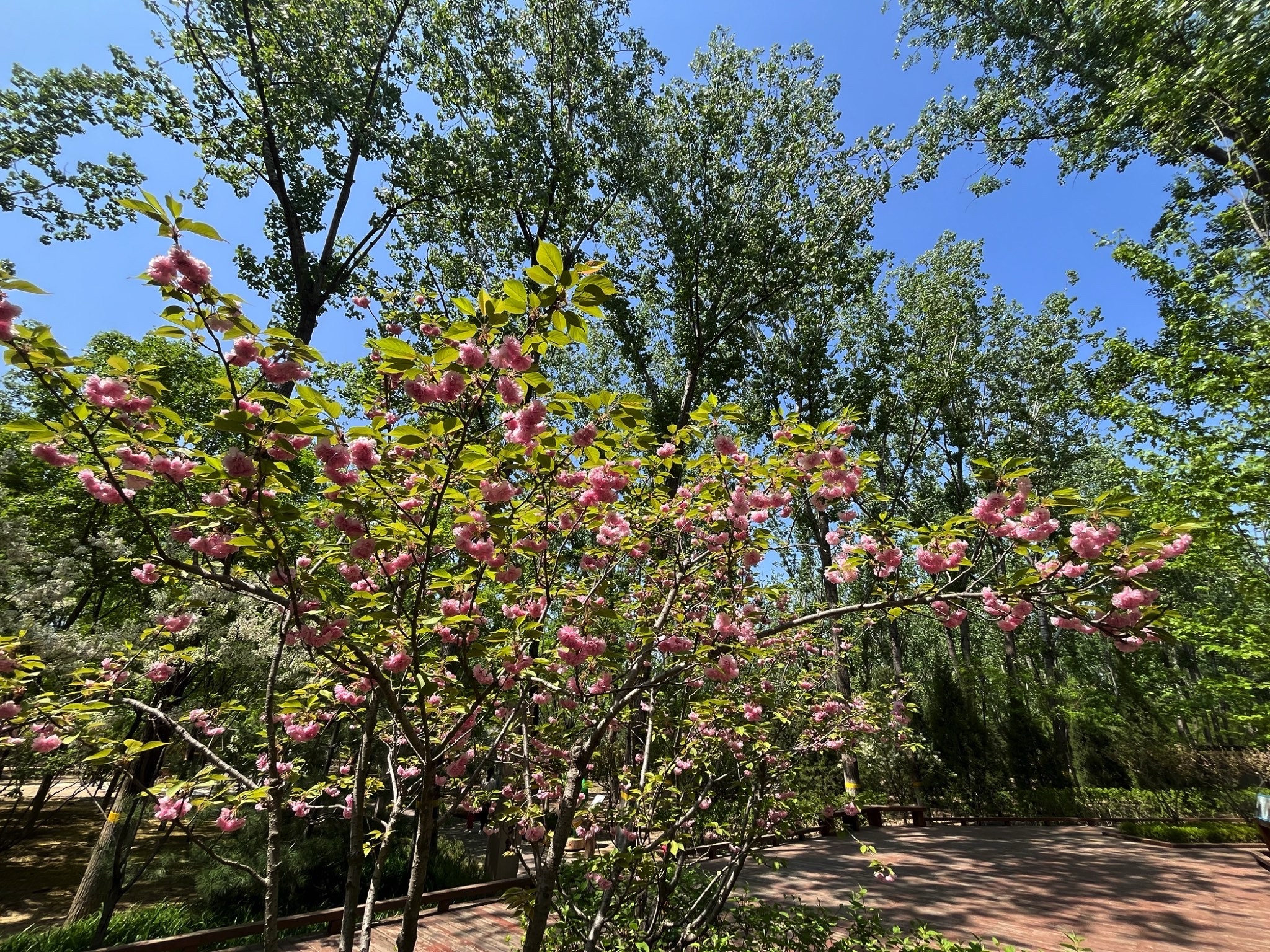 顺义新城滨河森林公园旅行图片