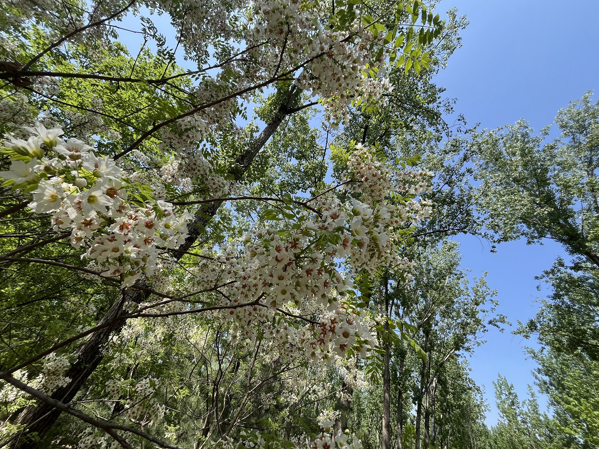 顺义新城滨河森林公园旅行图片 2
