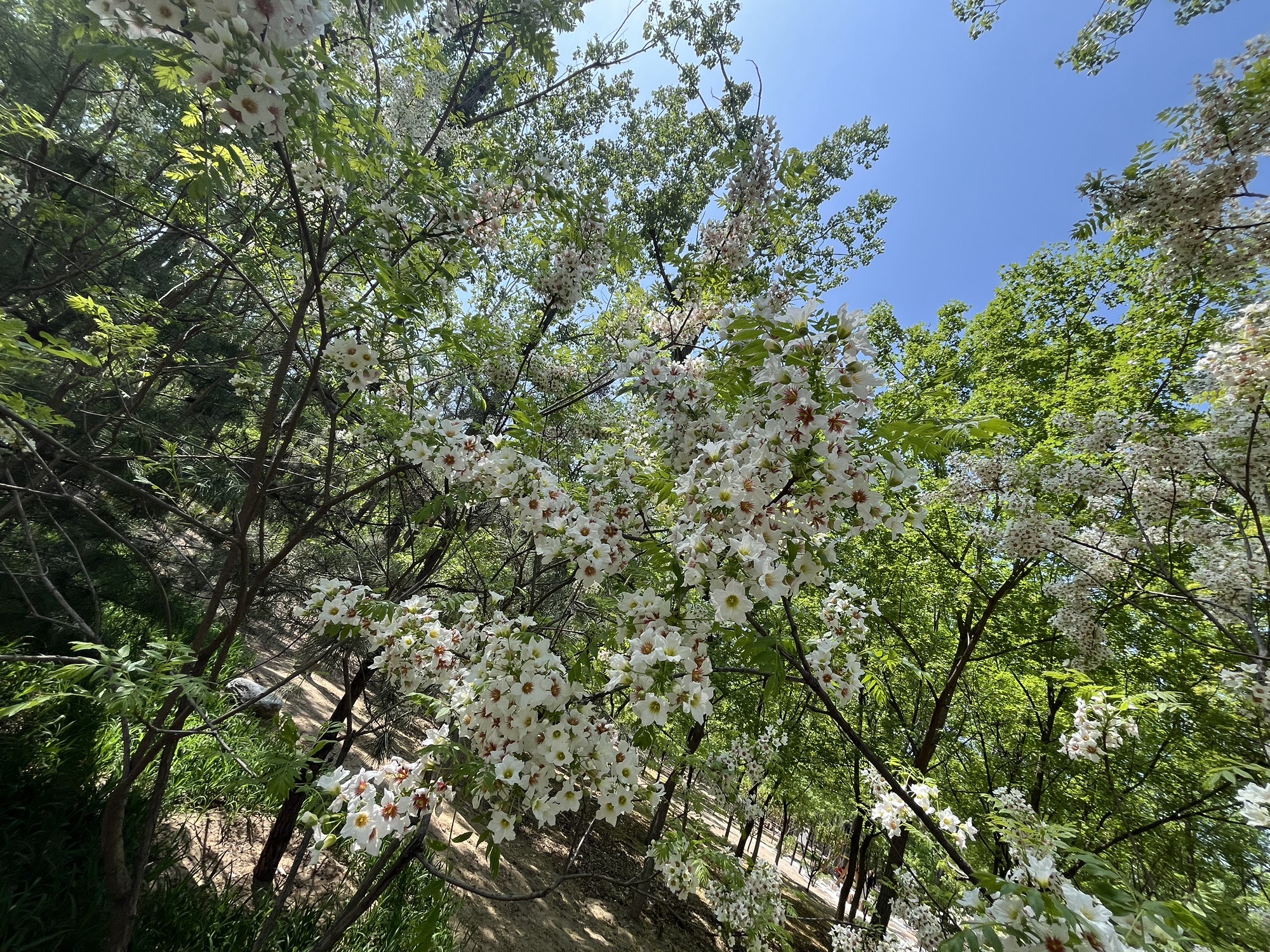 顺义新城滨河森林公园旅行图片 3