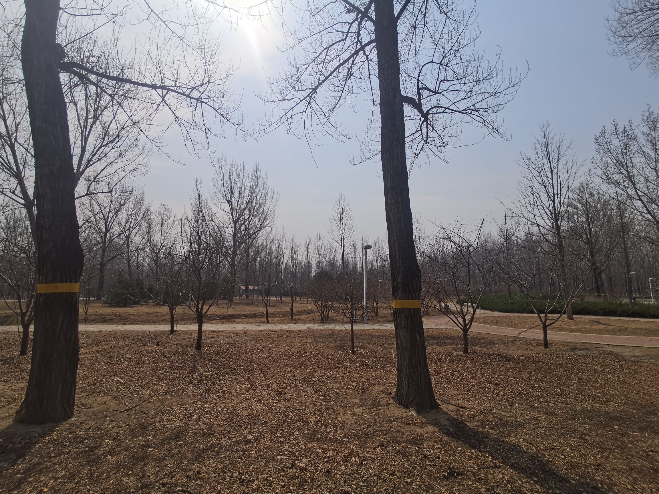 顺义新城滨河森林公园旅行图片 1