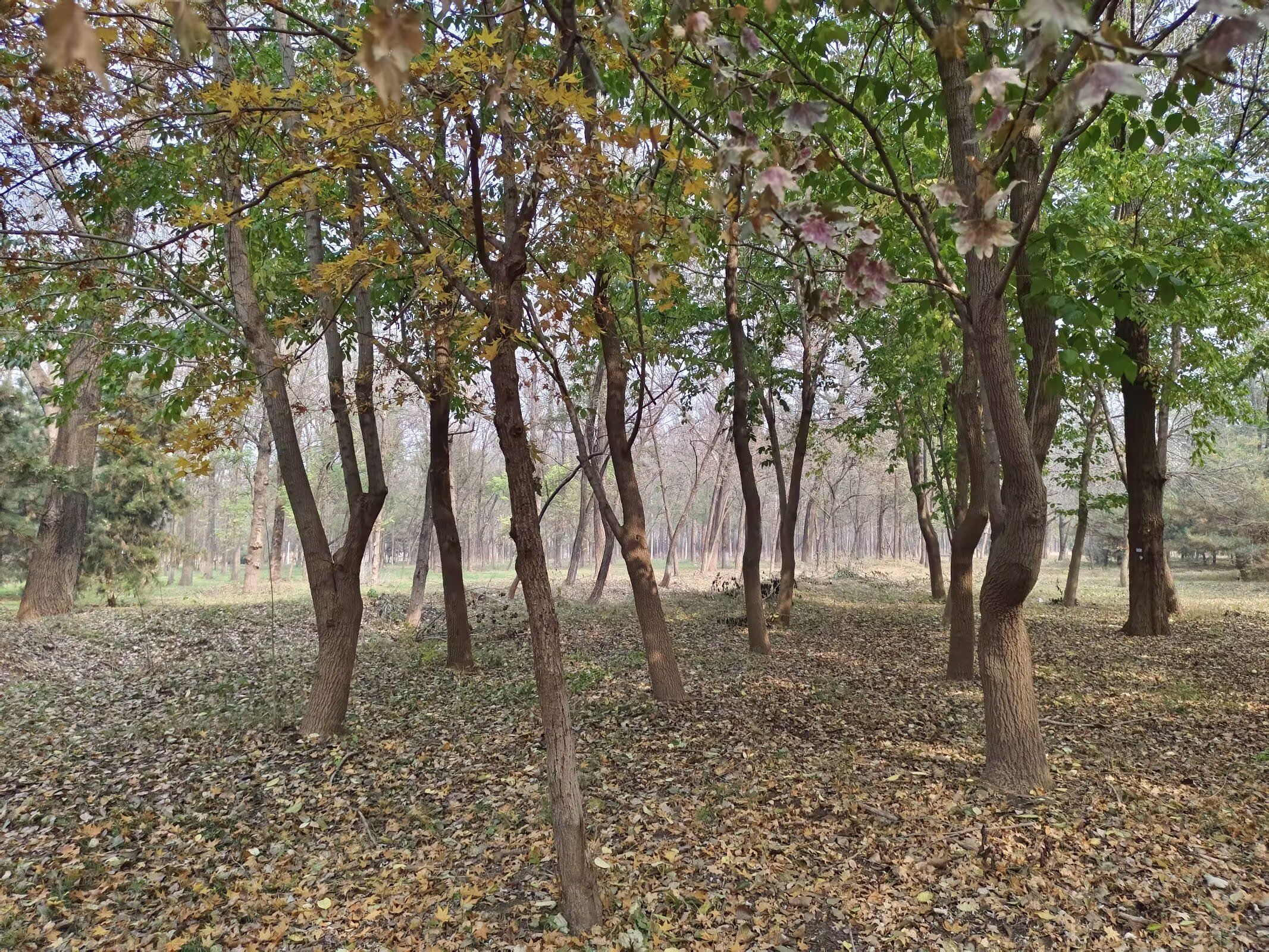 顺义新城滨河森林公园旅行图片 2