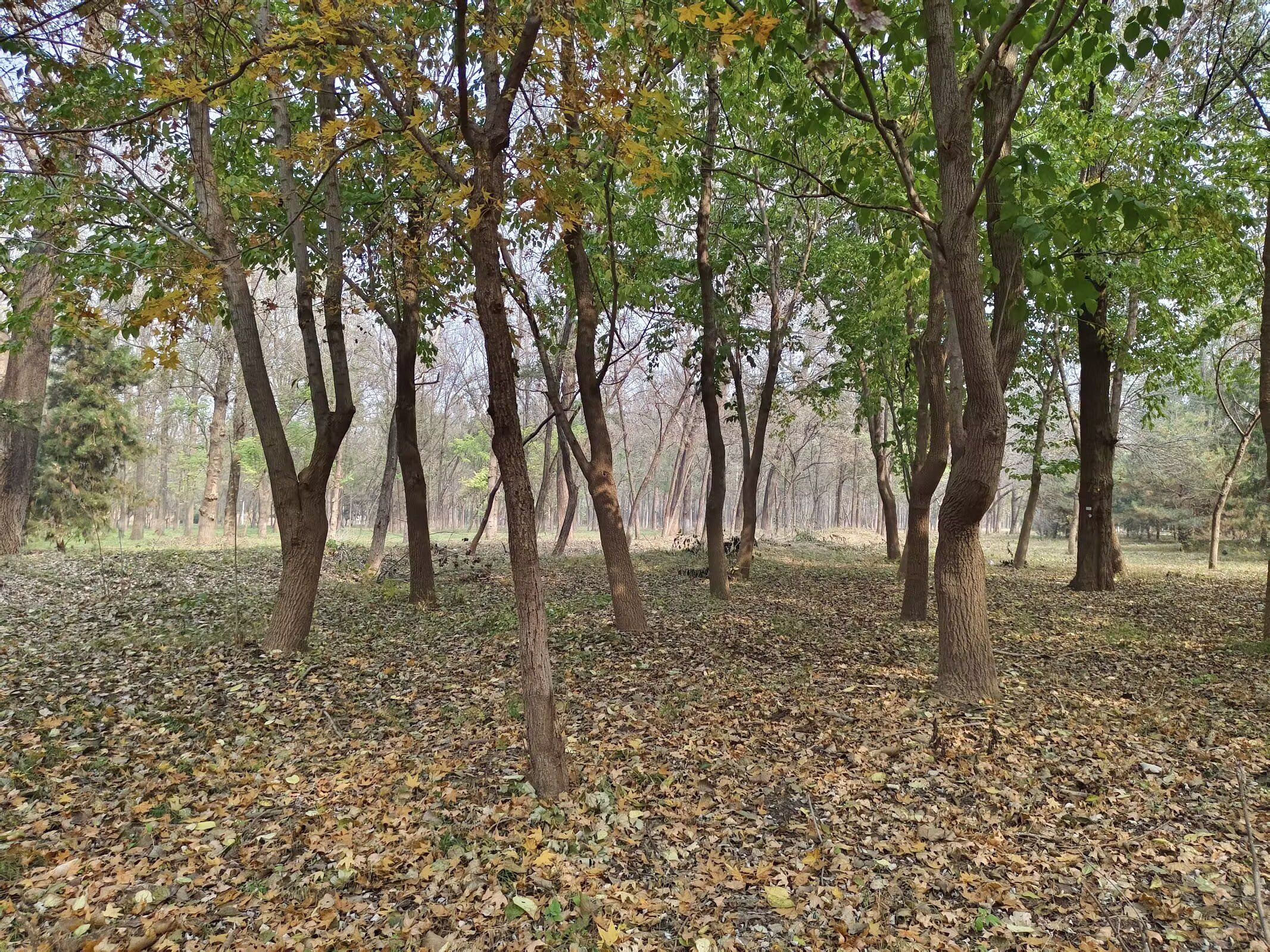顺义新城滨河森林公园旅行图片 3