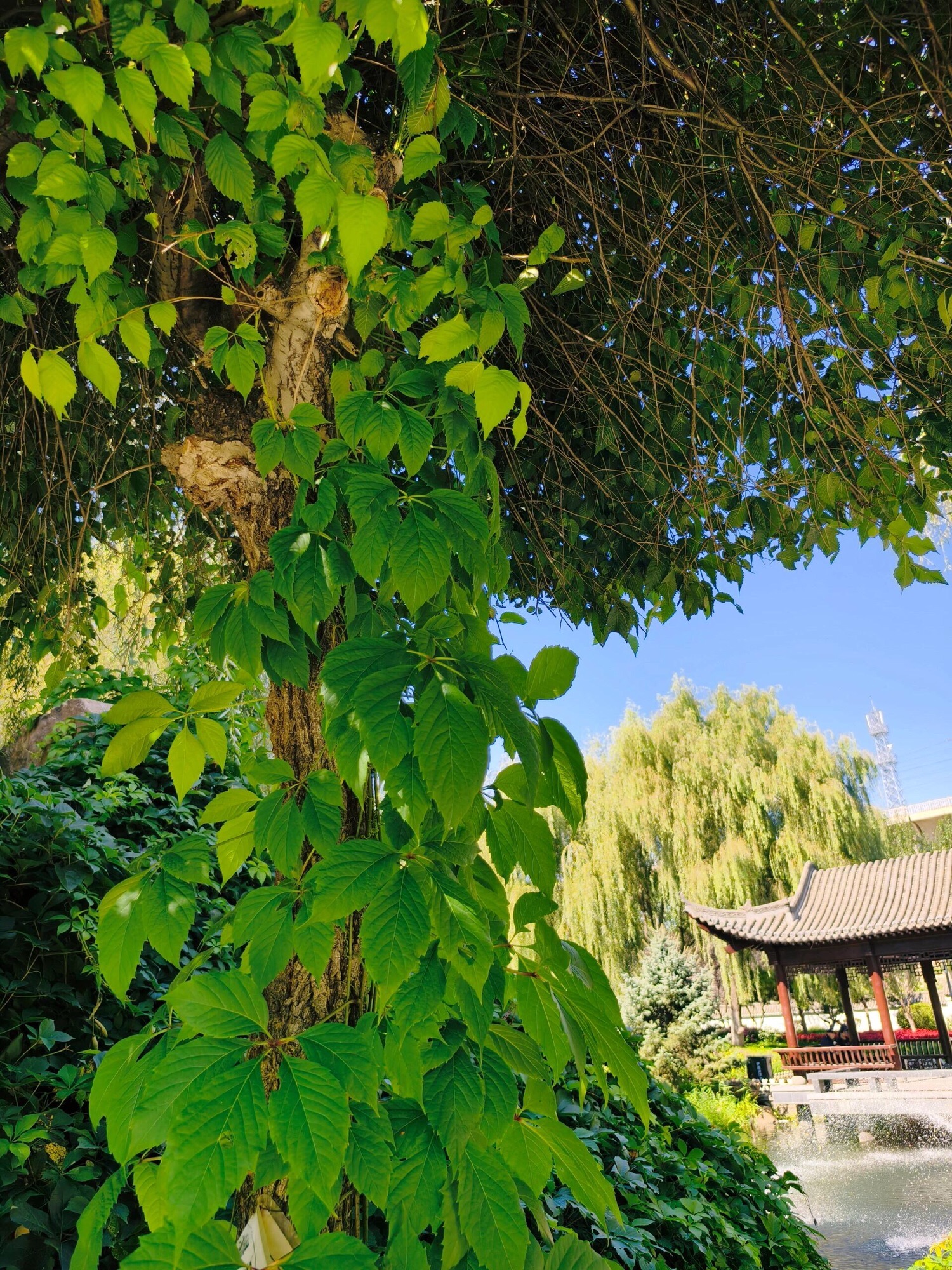 河东园旅行图片 1