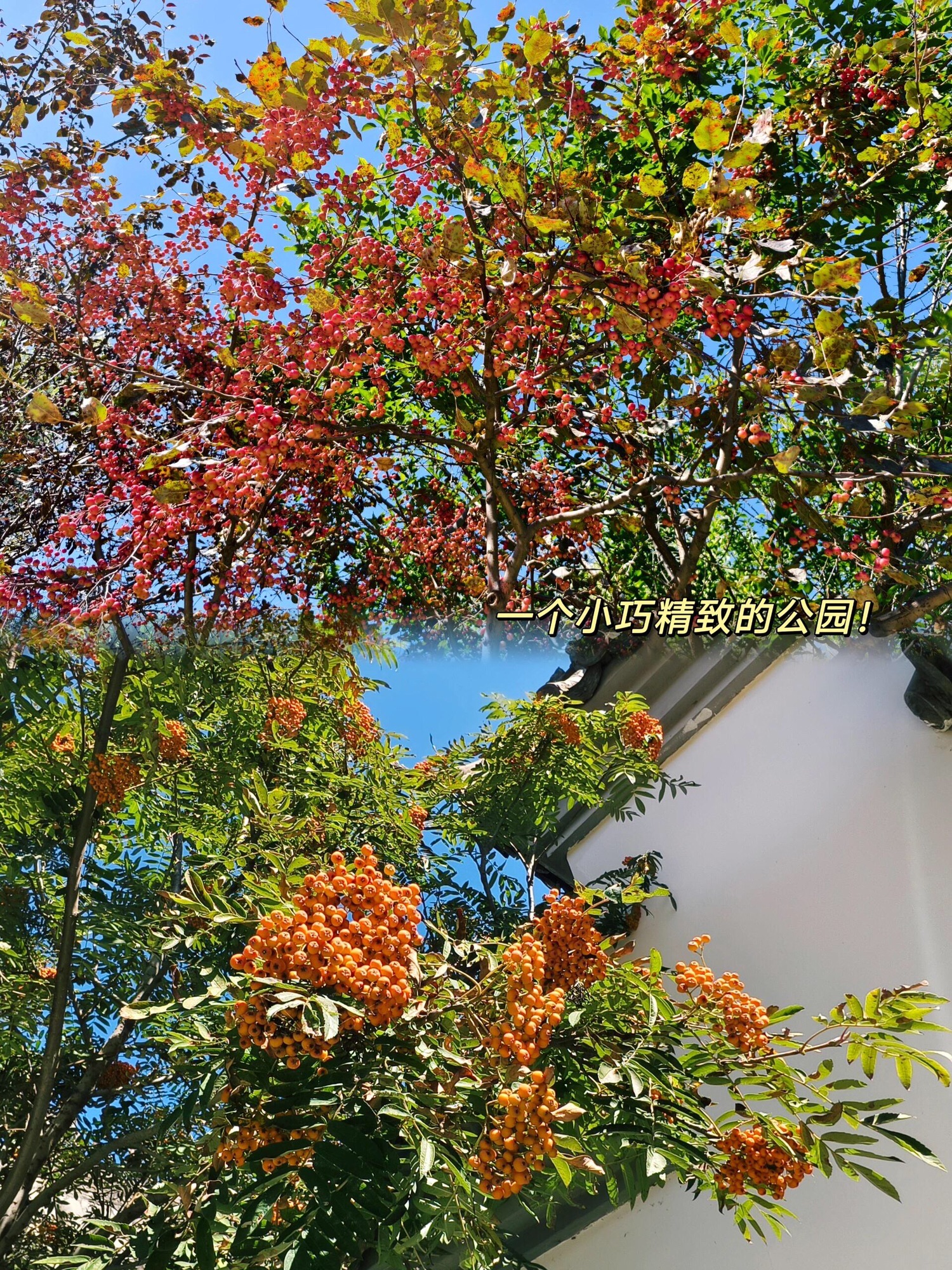 河东园旅行图片 3