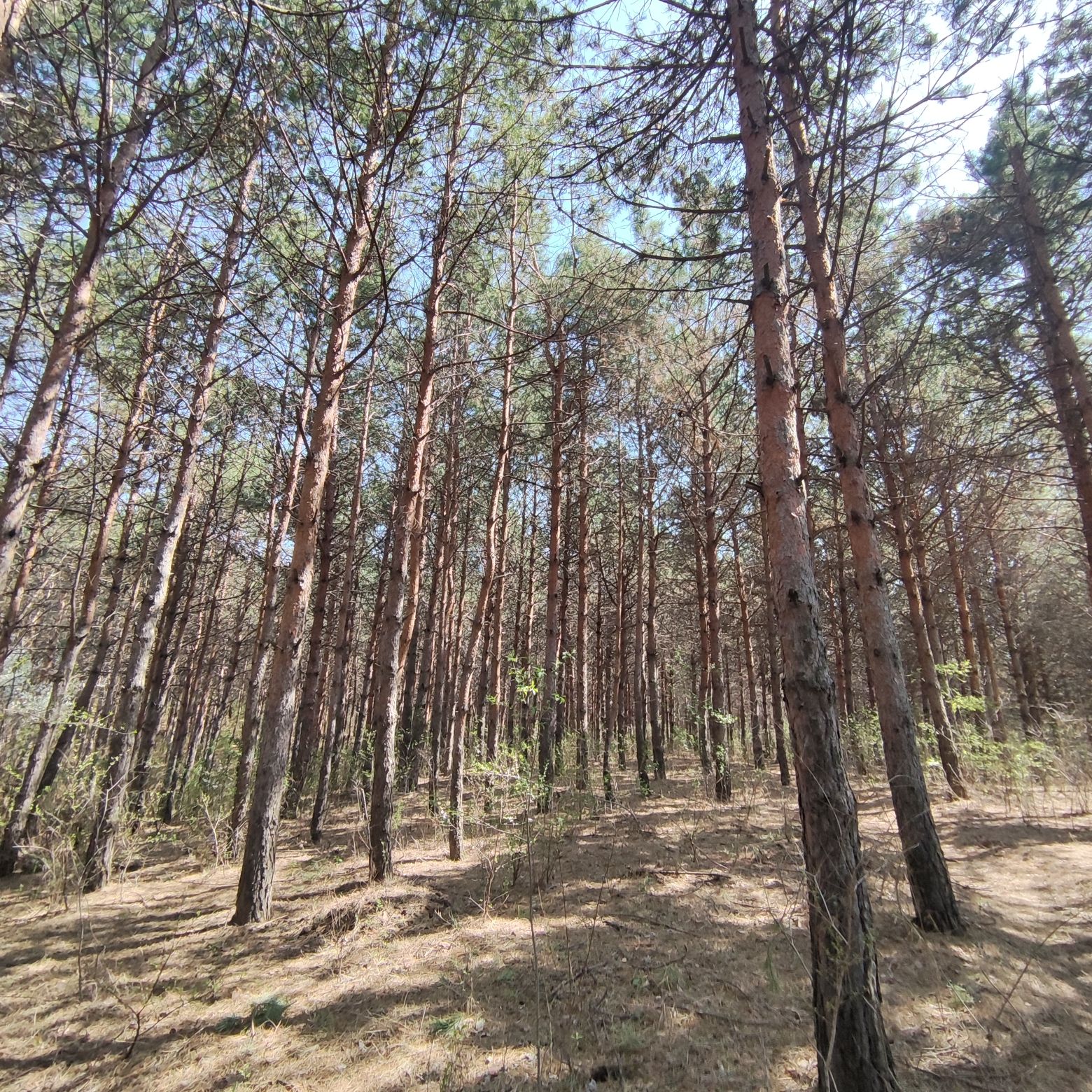 惠斯勒山旅行图片 1