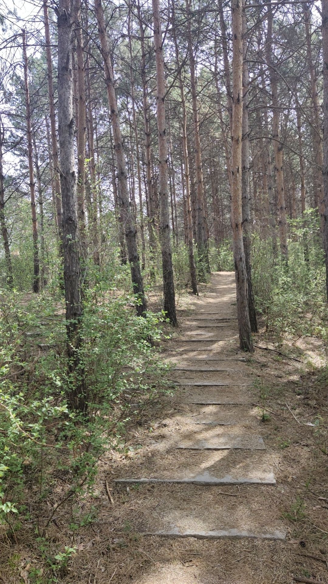 惠斯勒山旅行图片 1