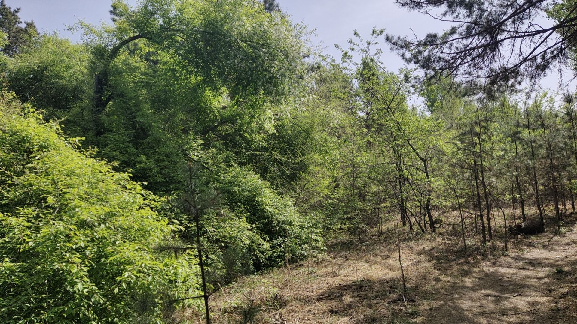 惠斯勒山旅行图片 2