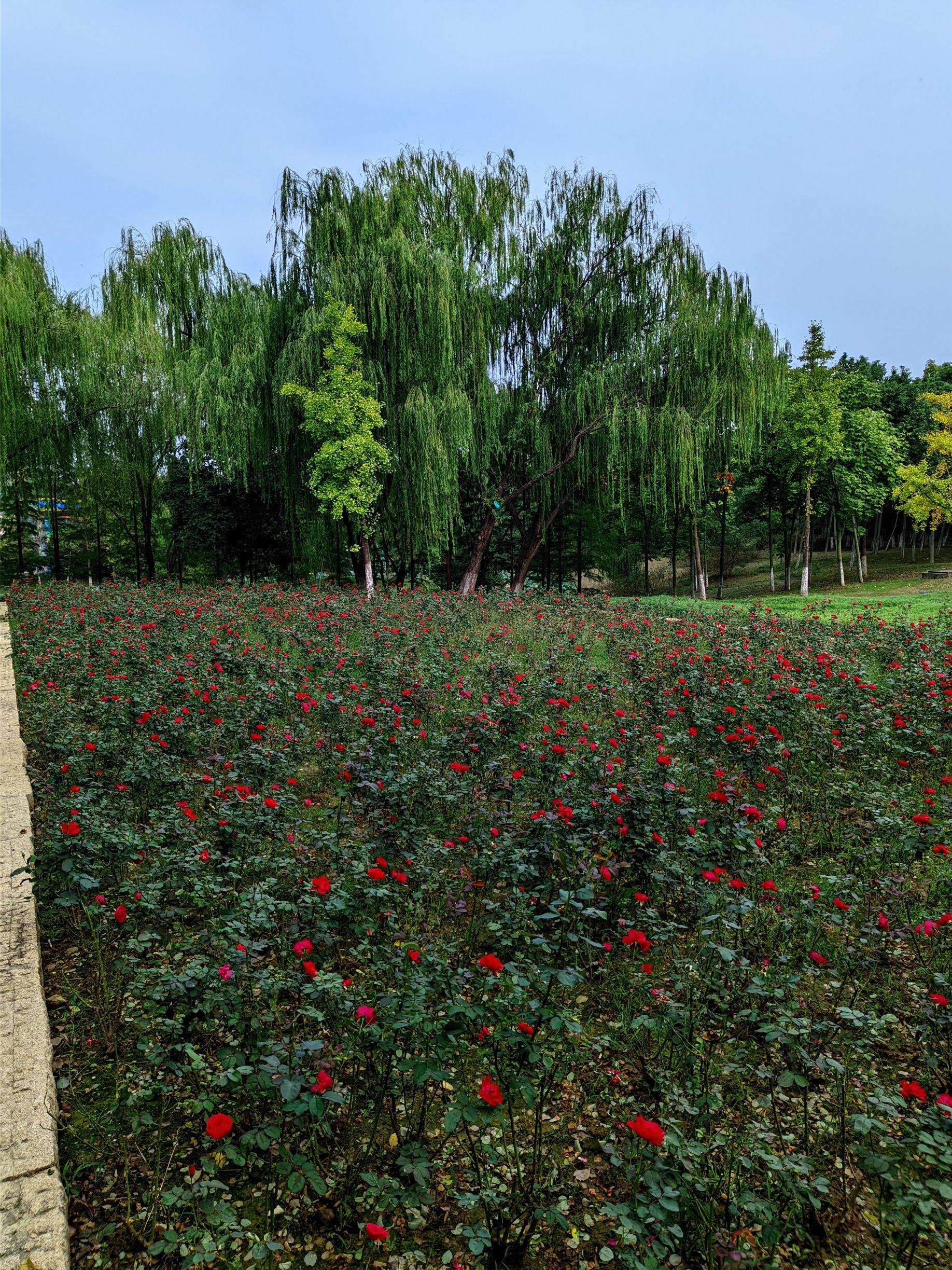 西郊公园旅行图片 2