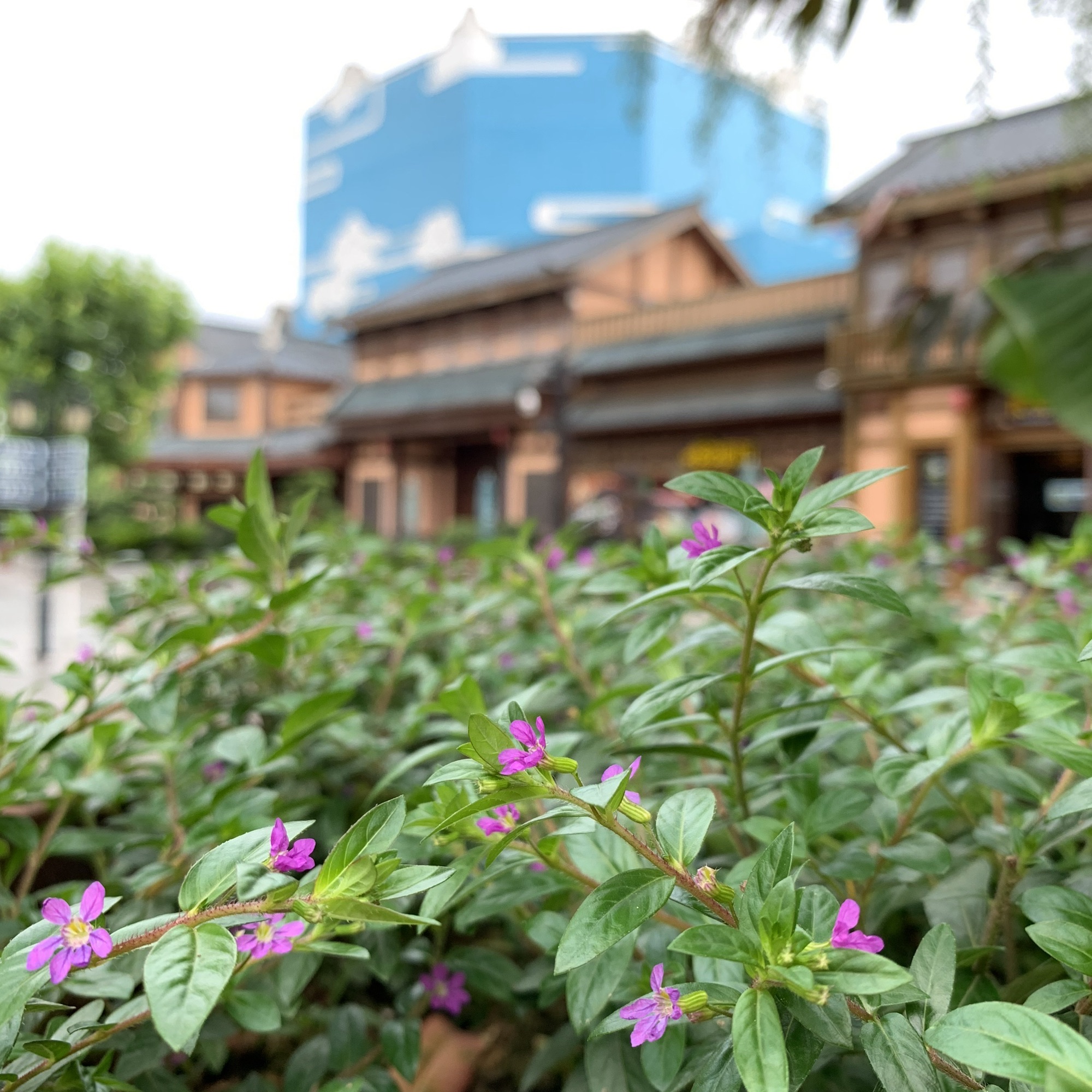株洲方特旅游区旅行图片 1