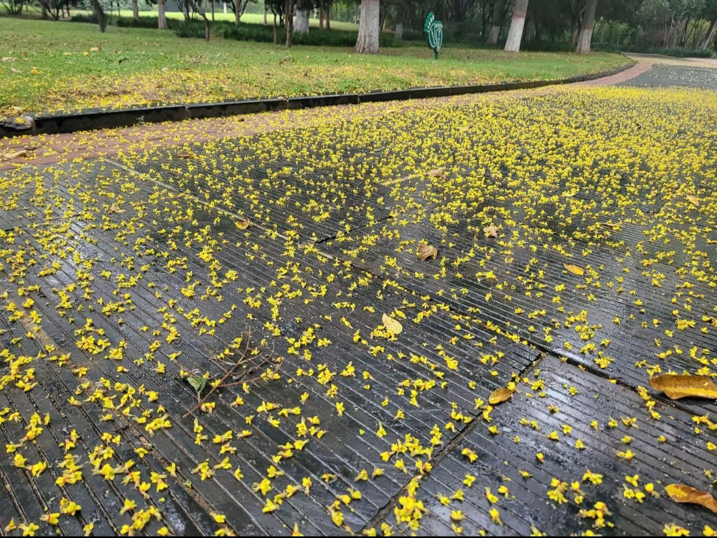 同乐公园旅行图片 3