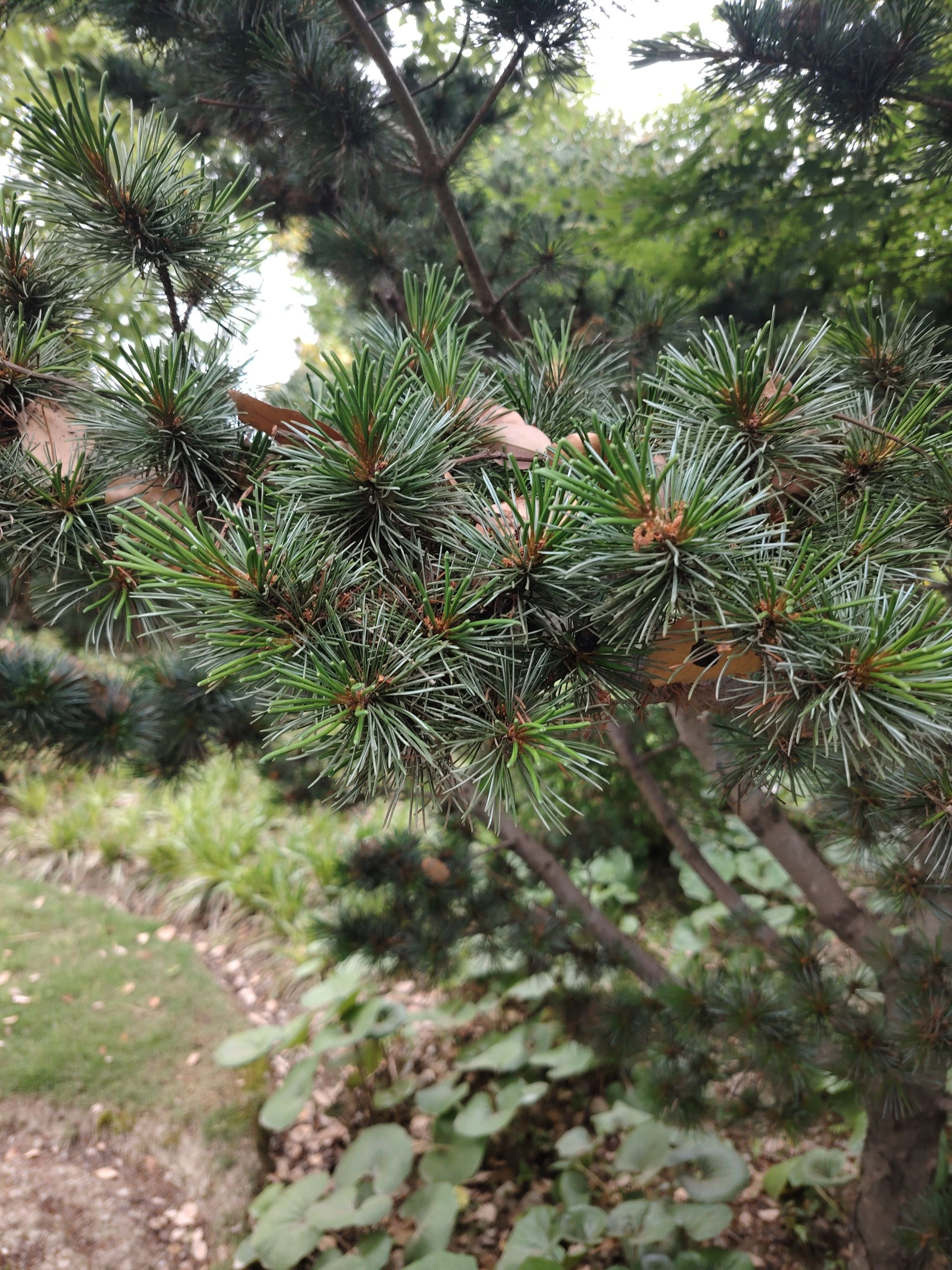 世博绿色出行林旅行图片 2
