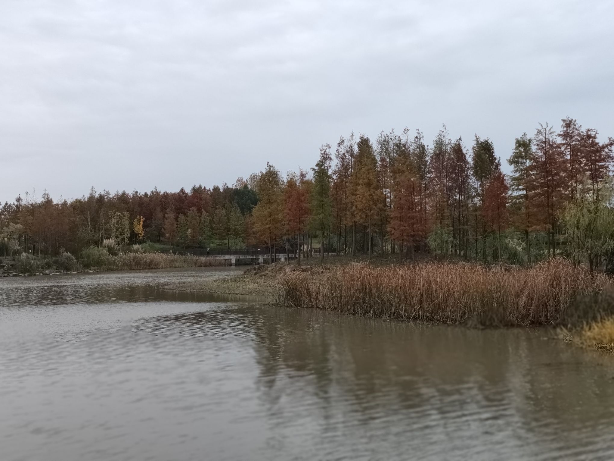 世博绿色出行林旅行图片 3