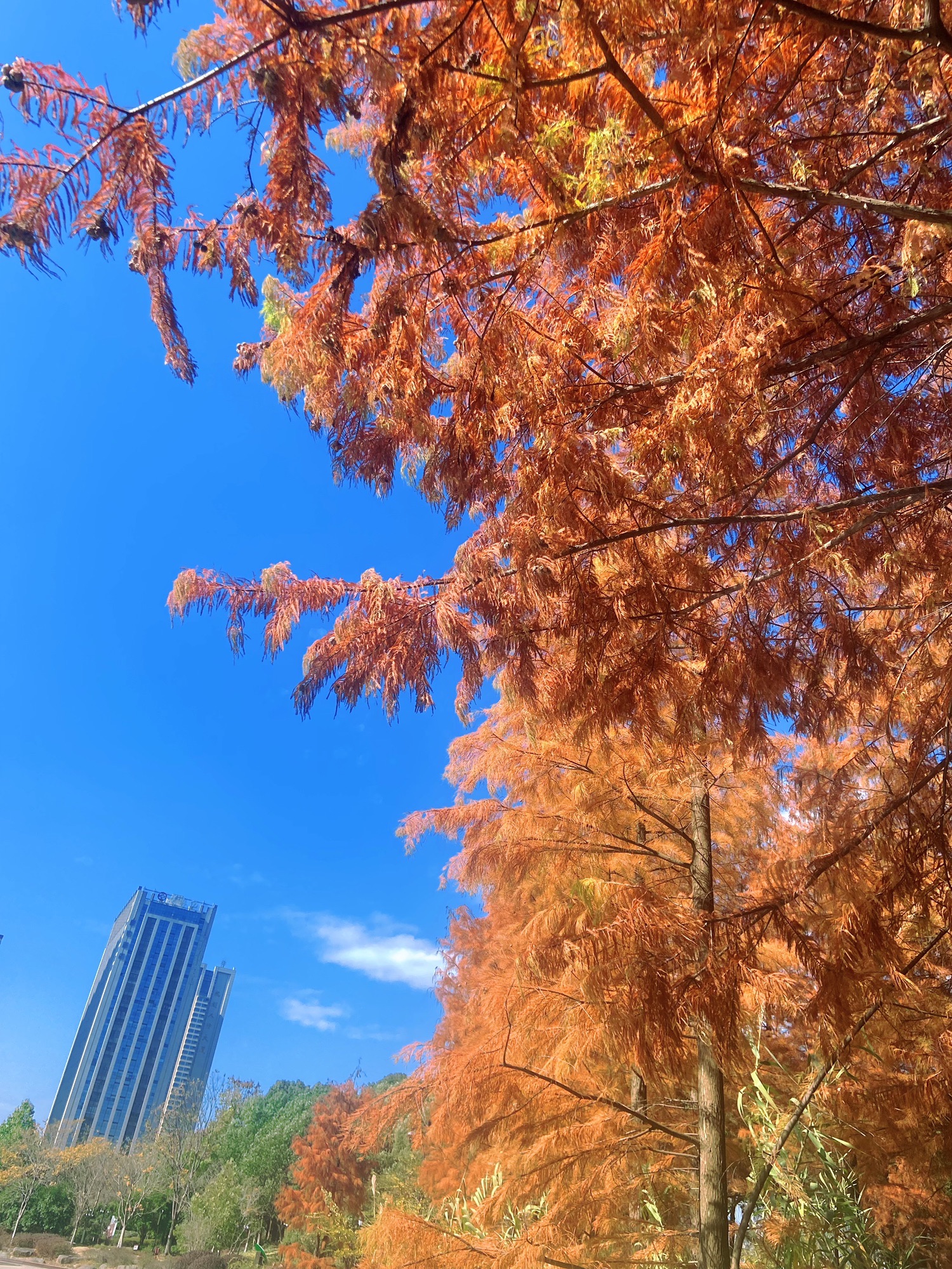 诸暨市民公园旅行图片 2