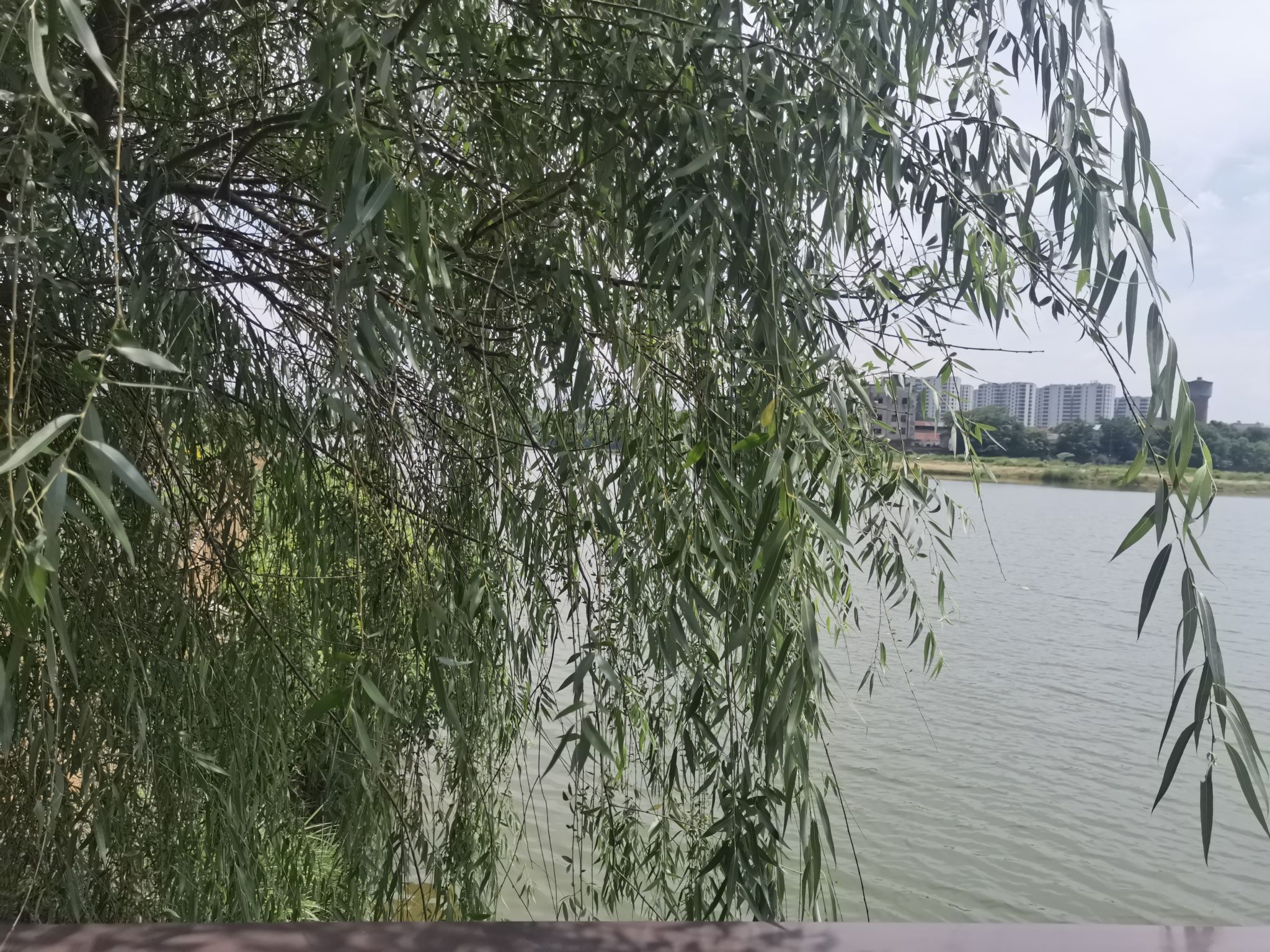 金西峙垅湖公园旅行图片 1