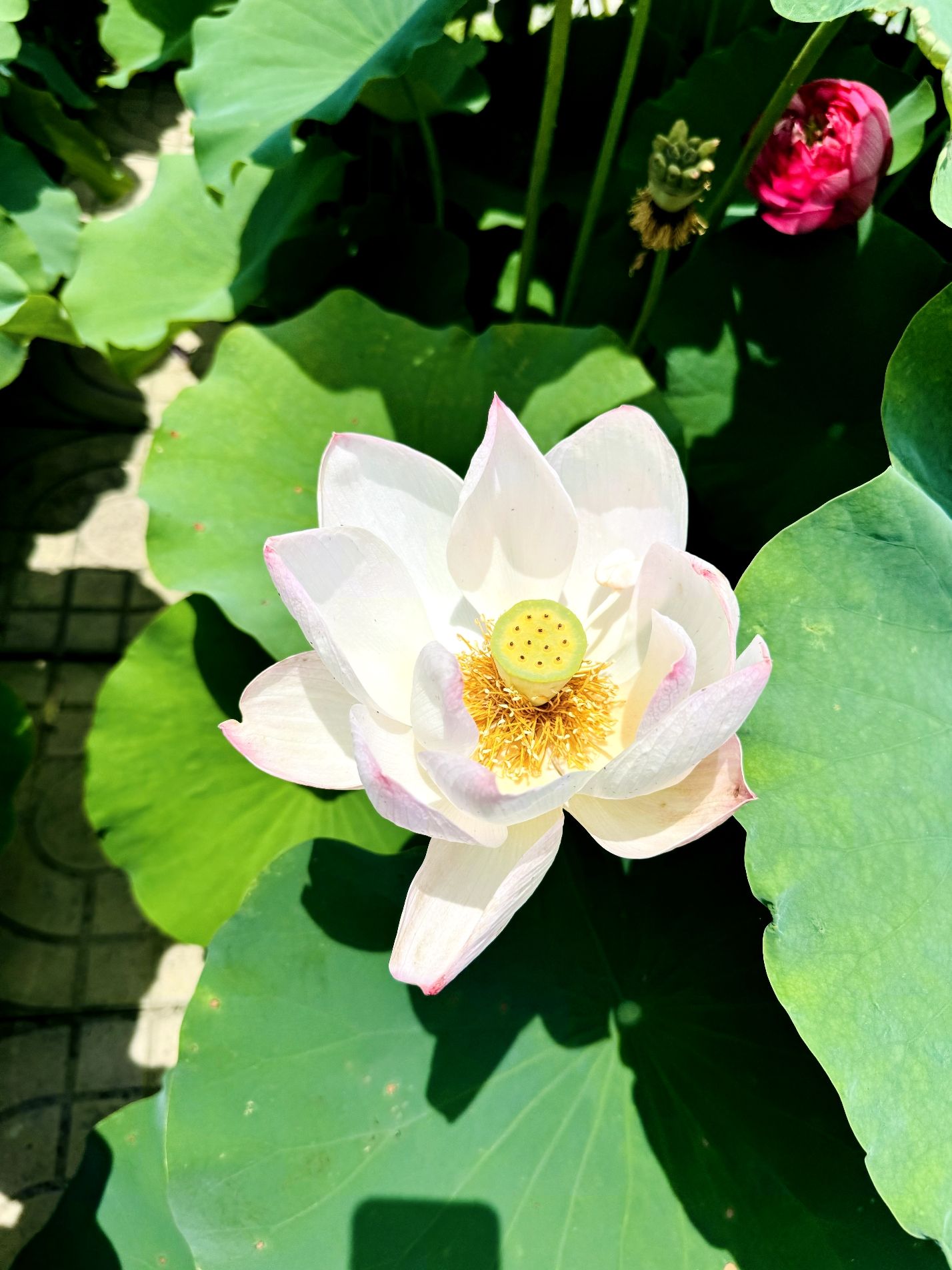 西埂莲乡旅行图片 3