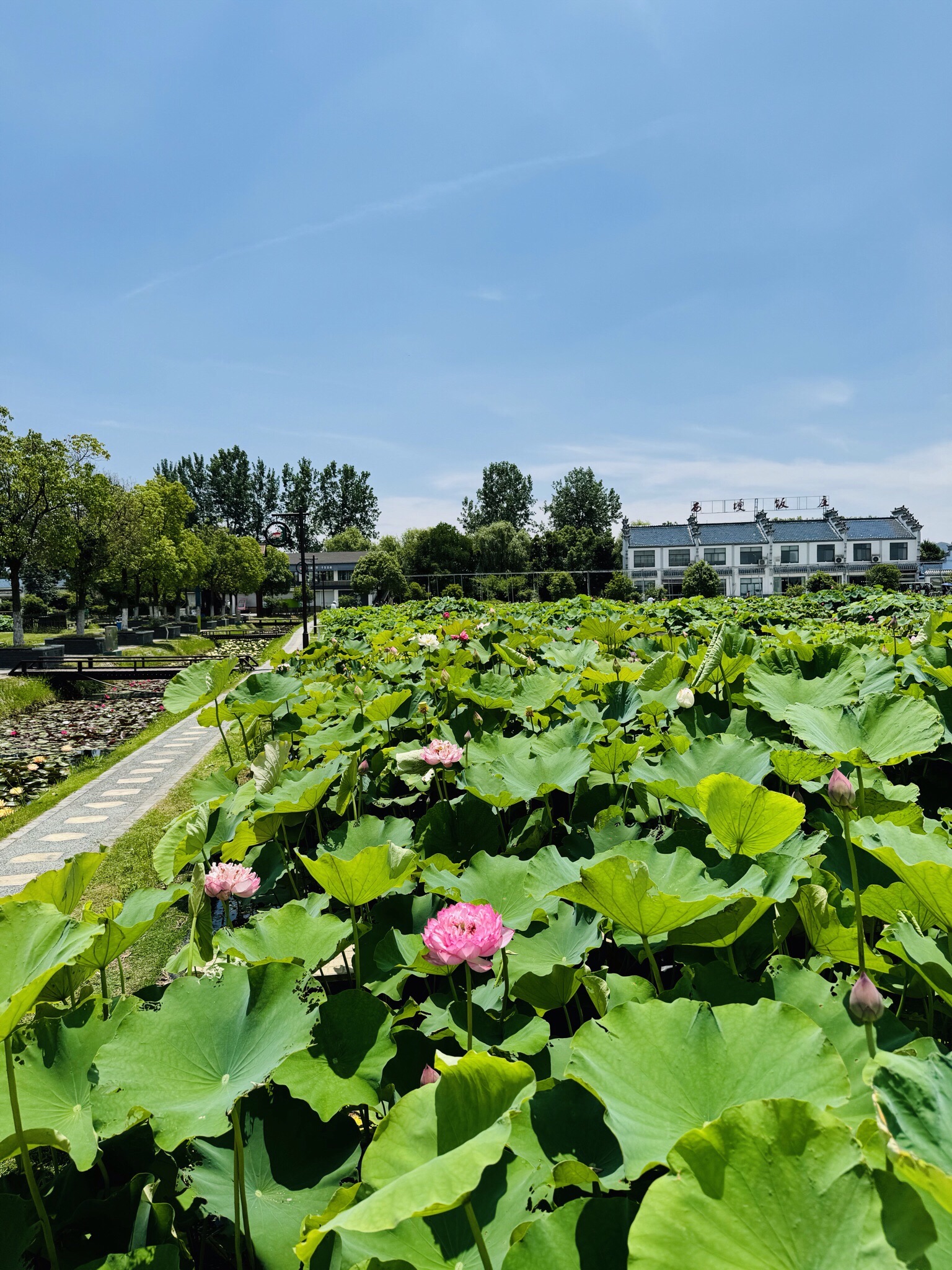 西埂莲乡旅行图片 3
