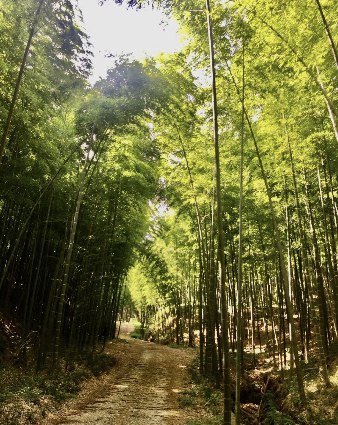 宜兴阳羡生态旅游度假区旅行图片 3