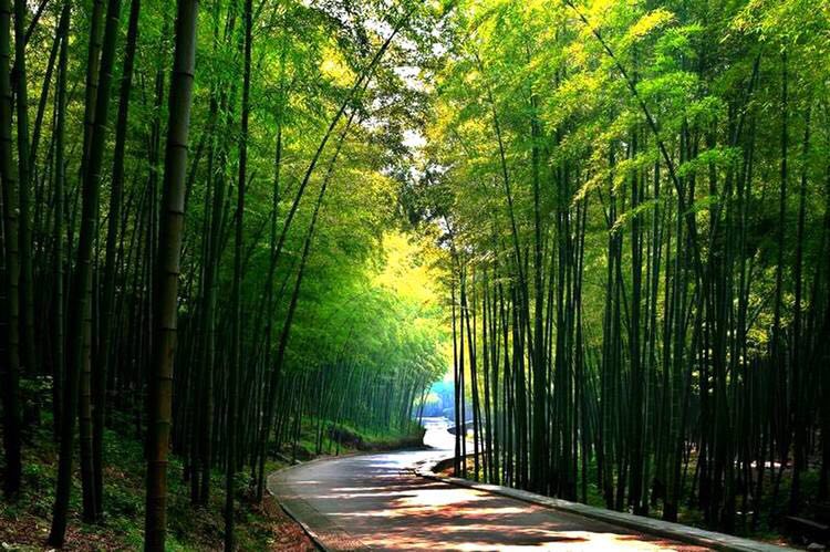 宜兴阳羡生态旅游度假区旅行图片 2