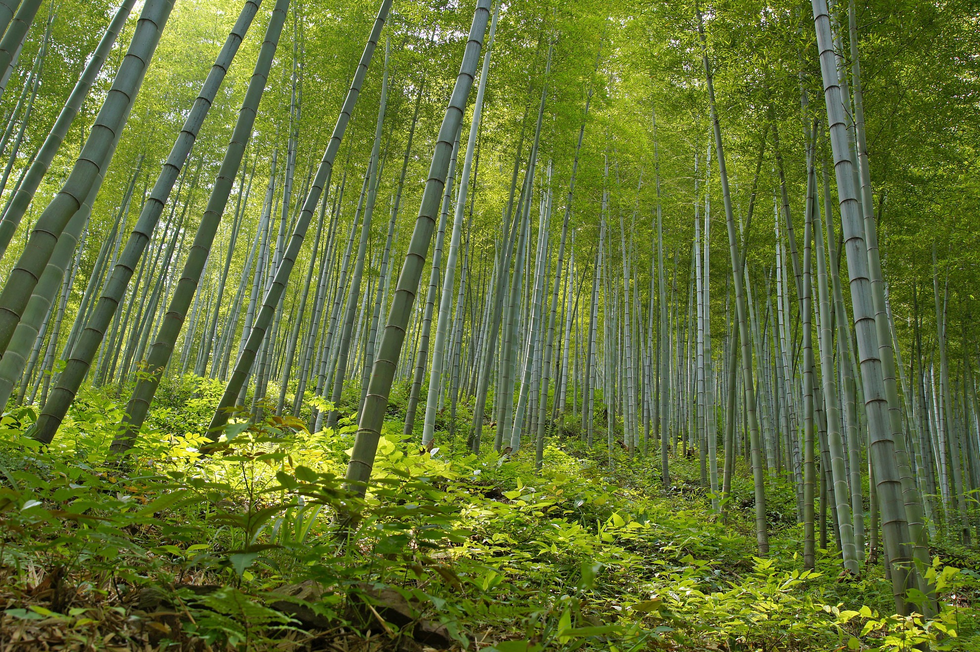 宜兴阳羡生态旅游度假区