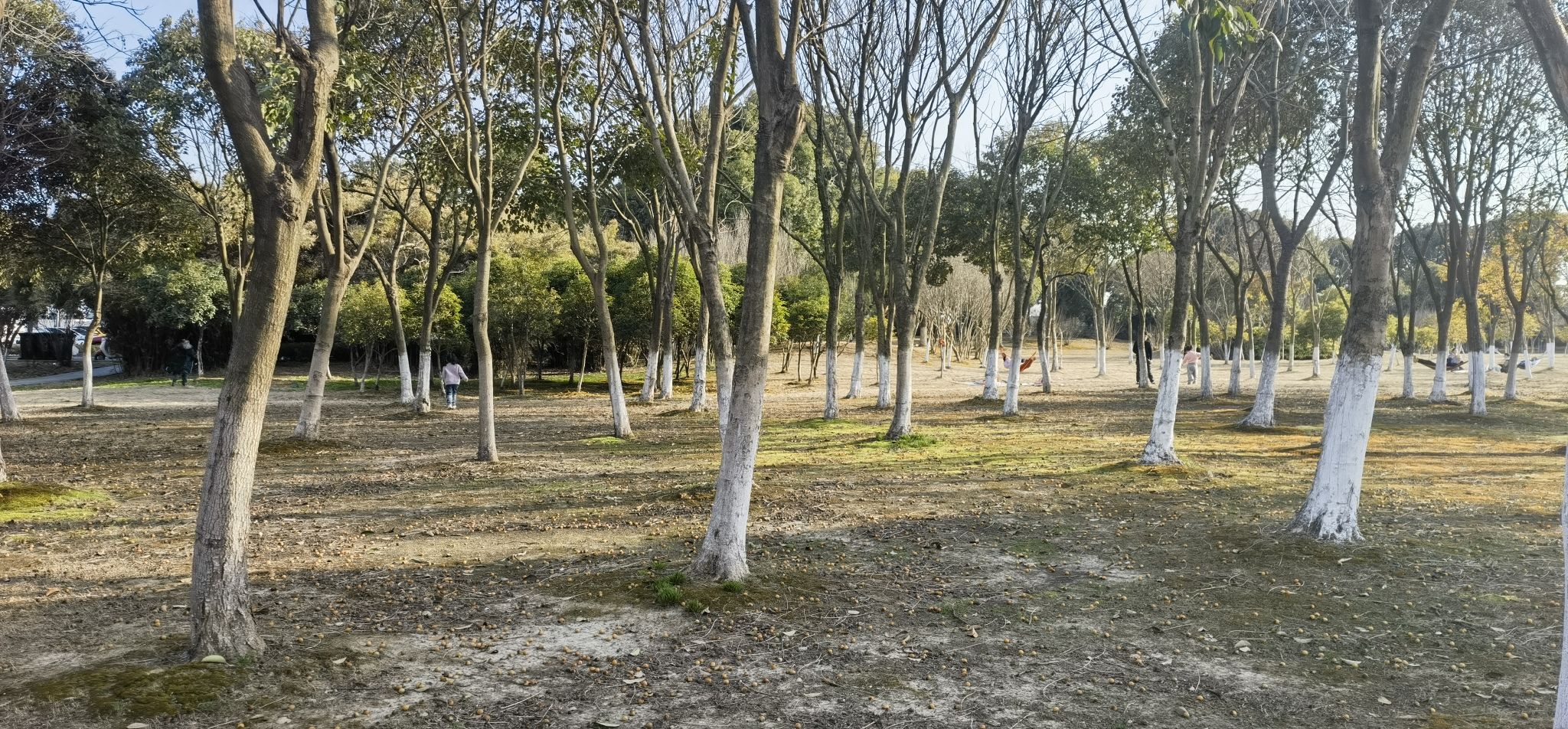 东港市民公园旅行图片 1