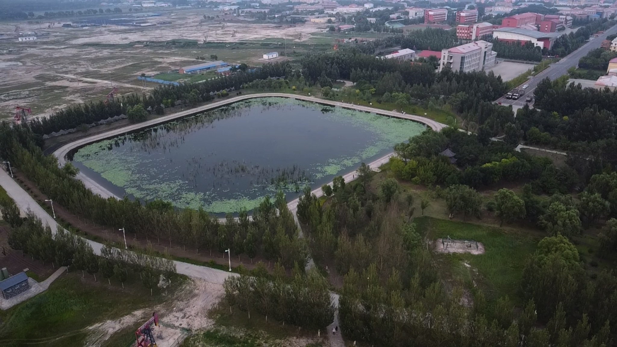 晨曦林地旅行图片 1