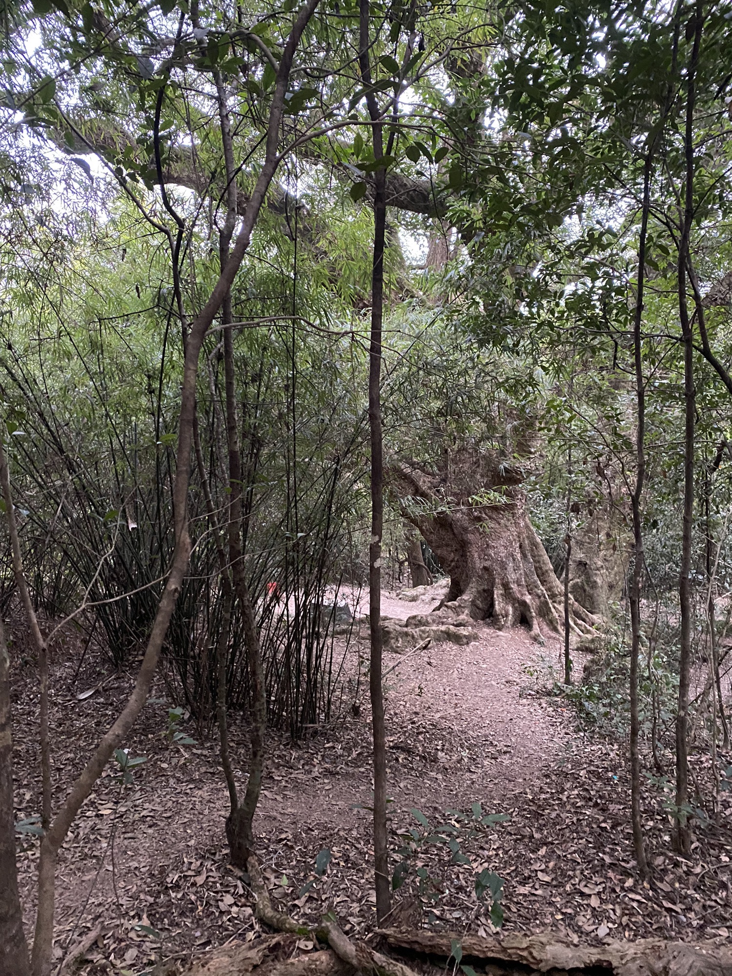 千年古树群风景区旅行图片 2