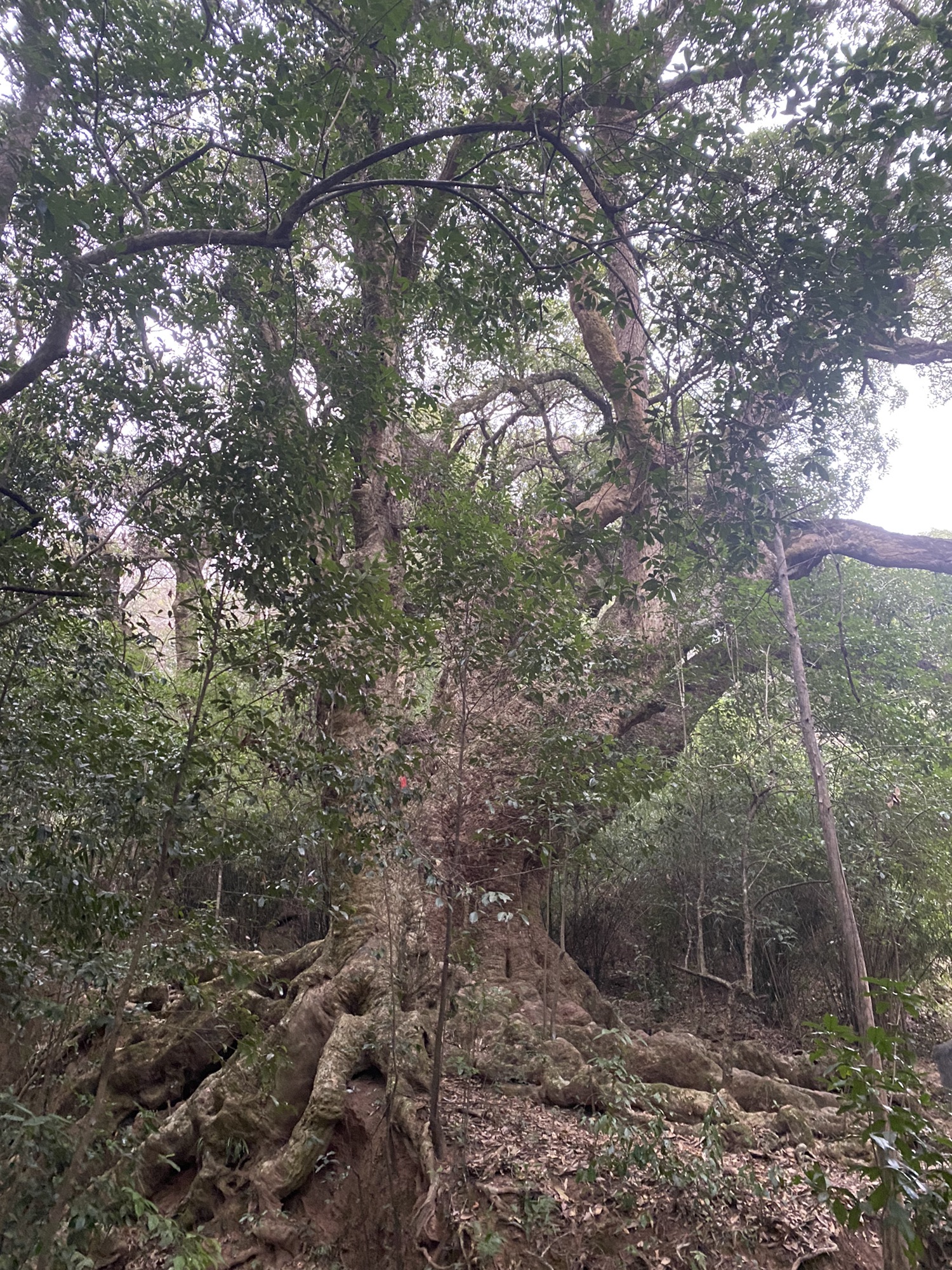 千年古树群风景区旅行图片 1