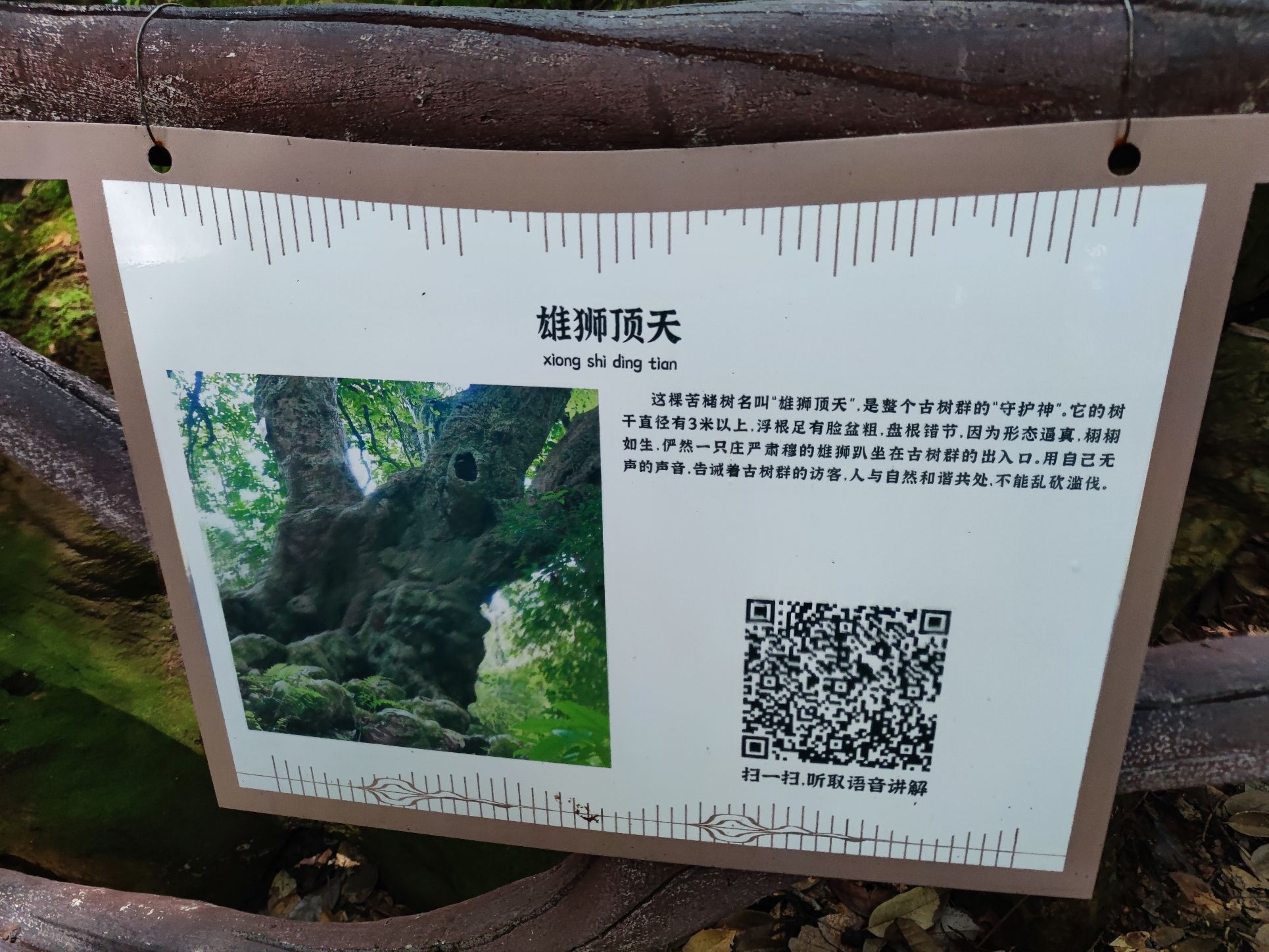 千年古树群风景区旅行图片 2