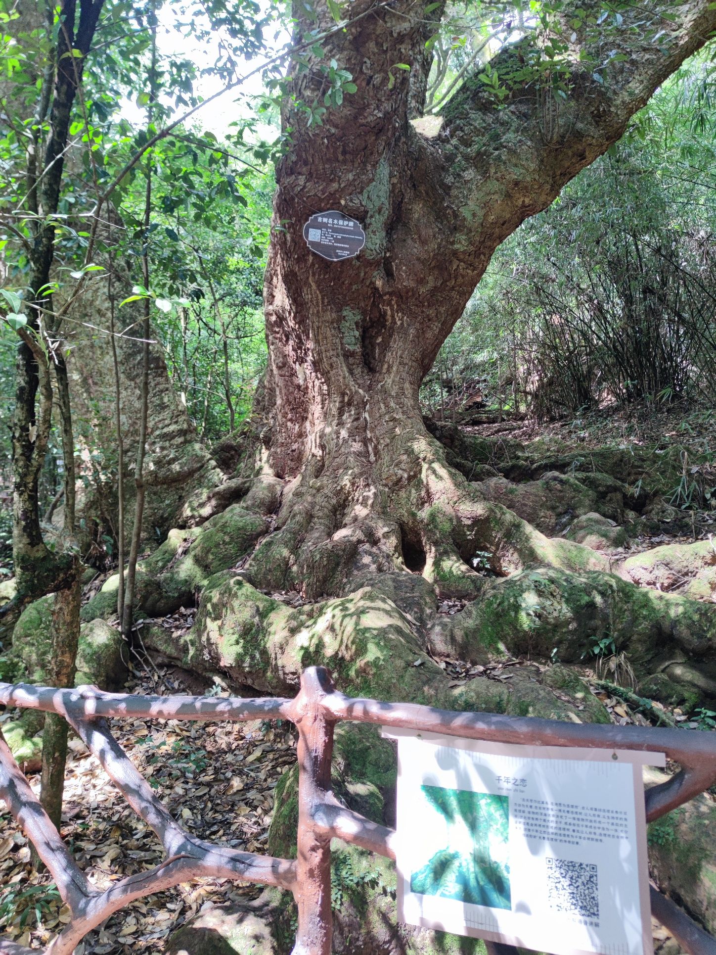 千年古树群风景区旅行图片 3