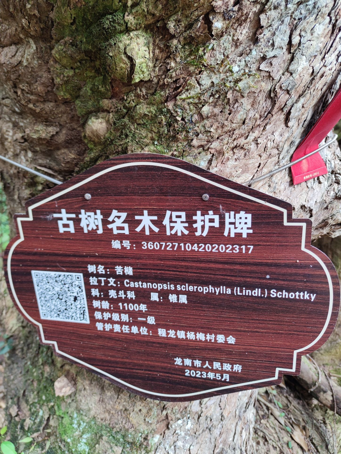 千年古树群风景区旅行图片 1