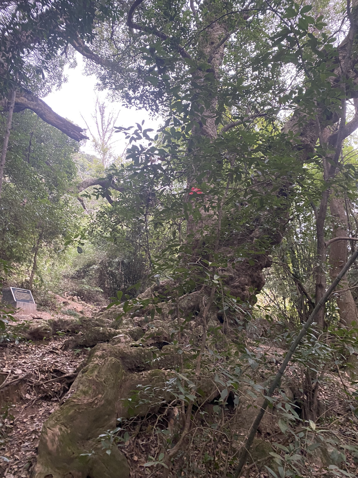 千年古树群风景区旅行图片 3