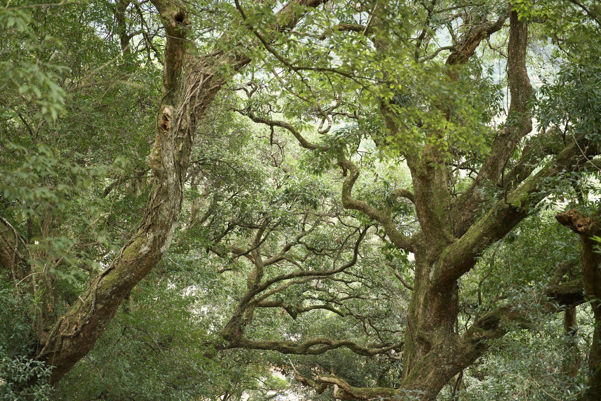 千年古树群风景区
