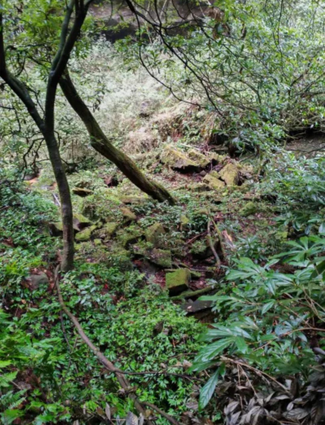 老峨山旅行图片 2