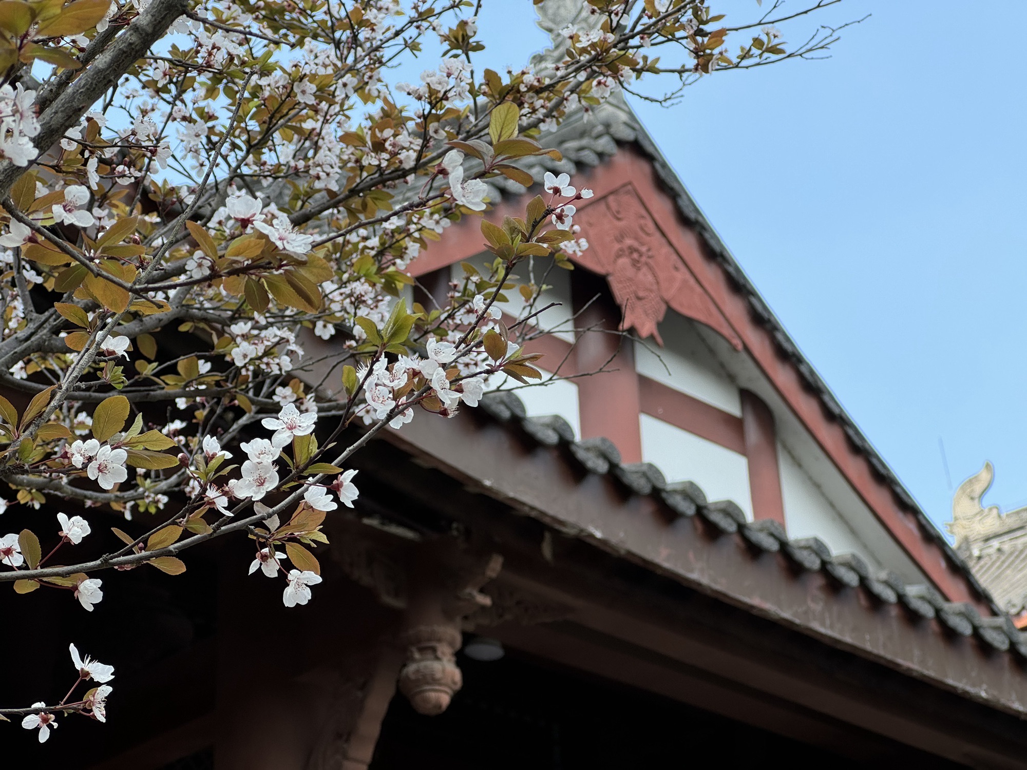 大雅堂公园旅行图片 1