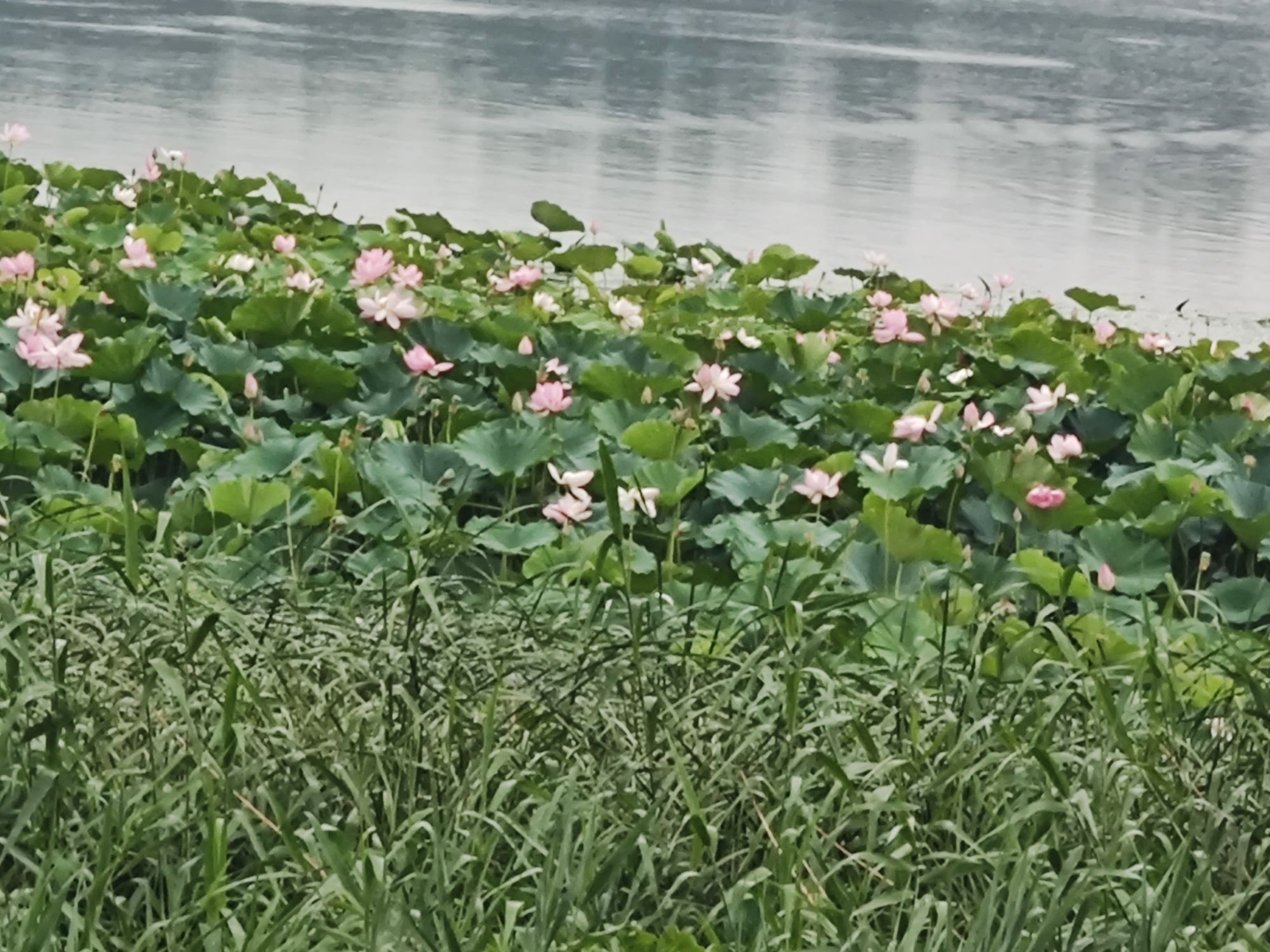 白各庄生态湿地旅行图片 1