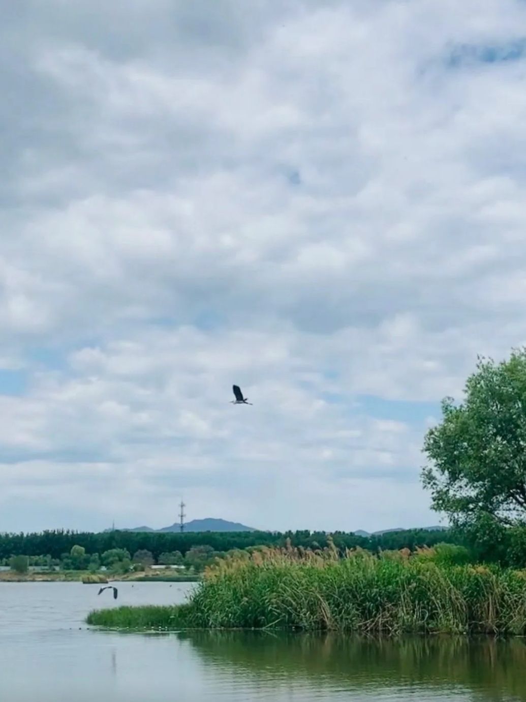 白各庄生态湿地旅行图片 1