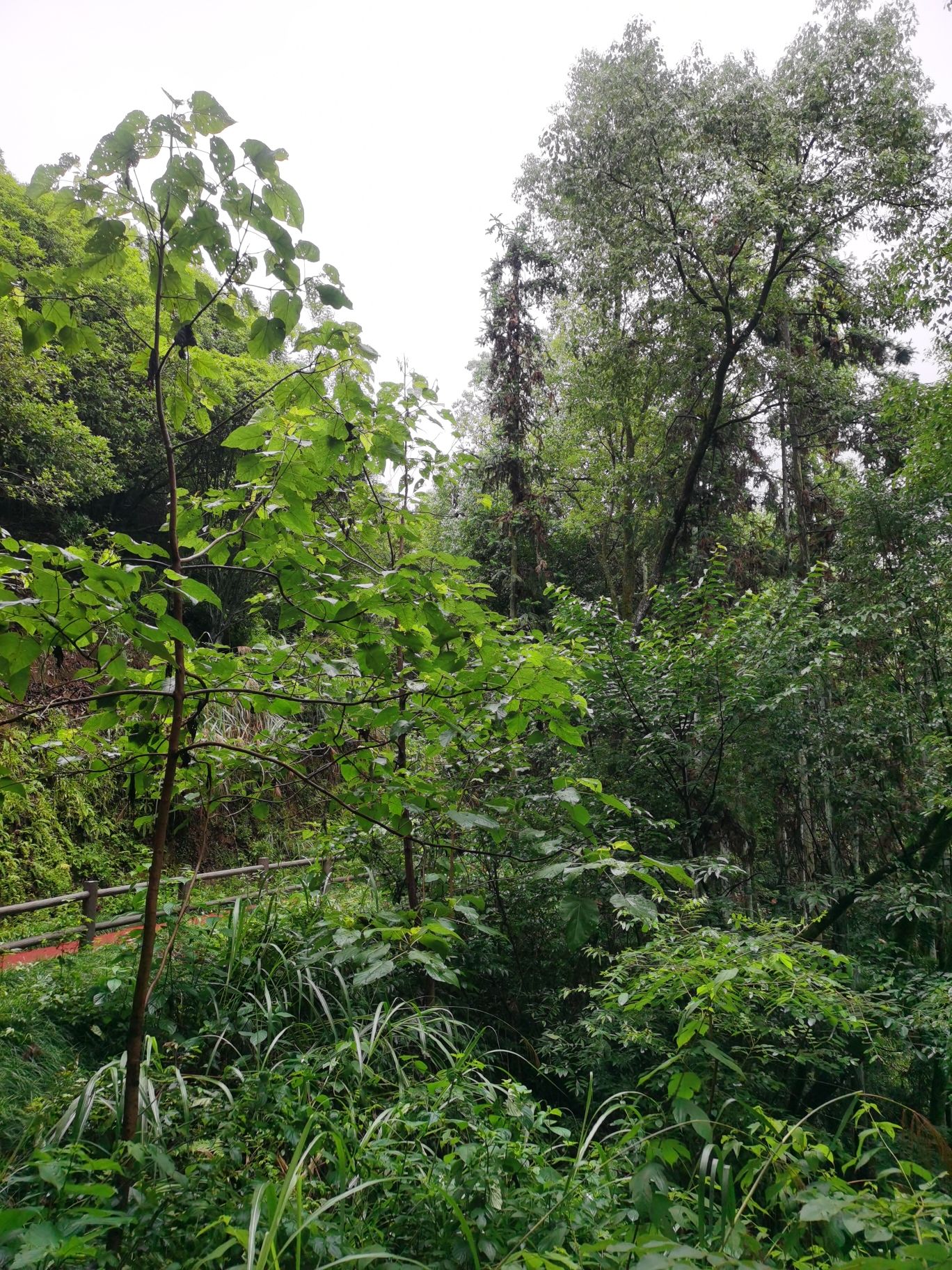 婺源植物园旅行图片 1