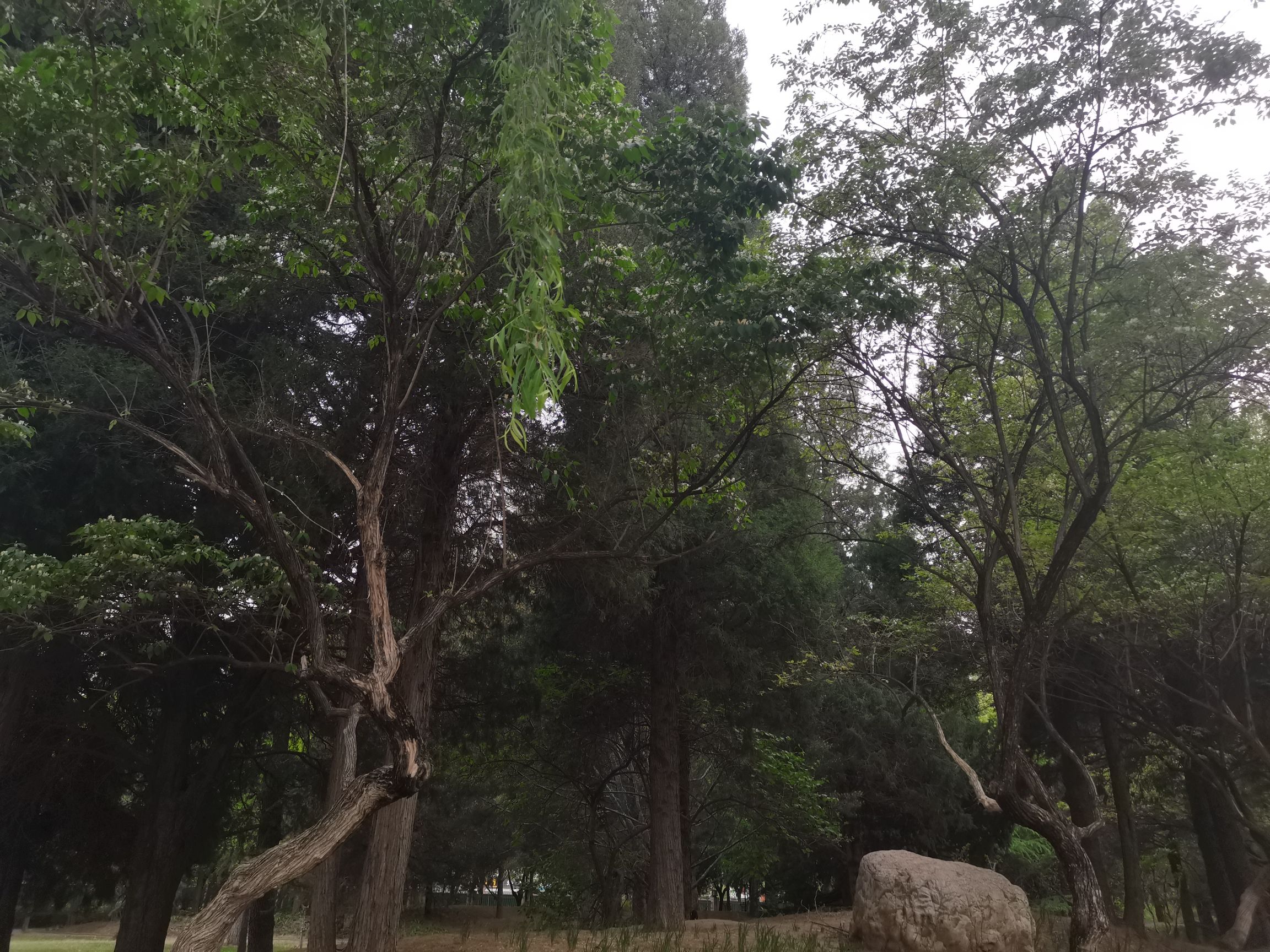 清风园旅行图片 1