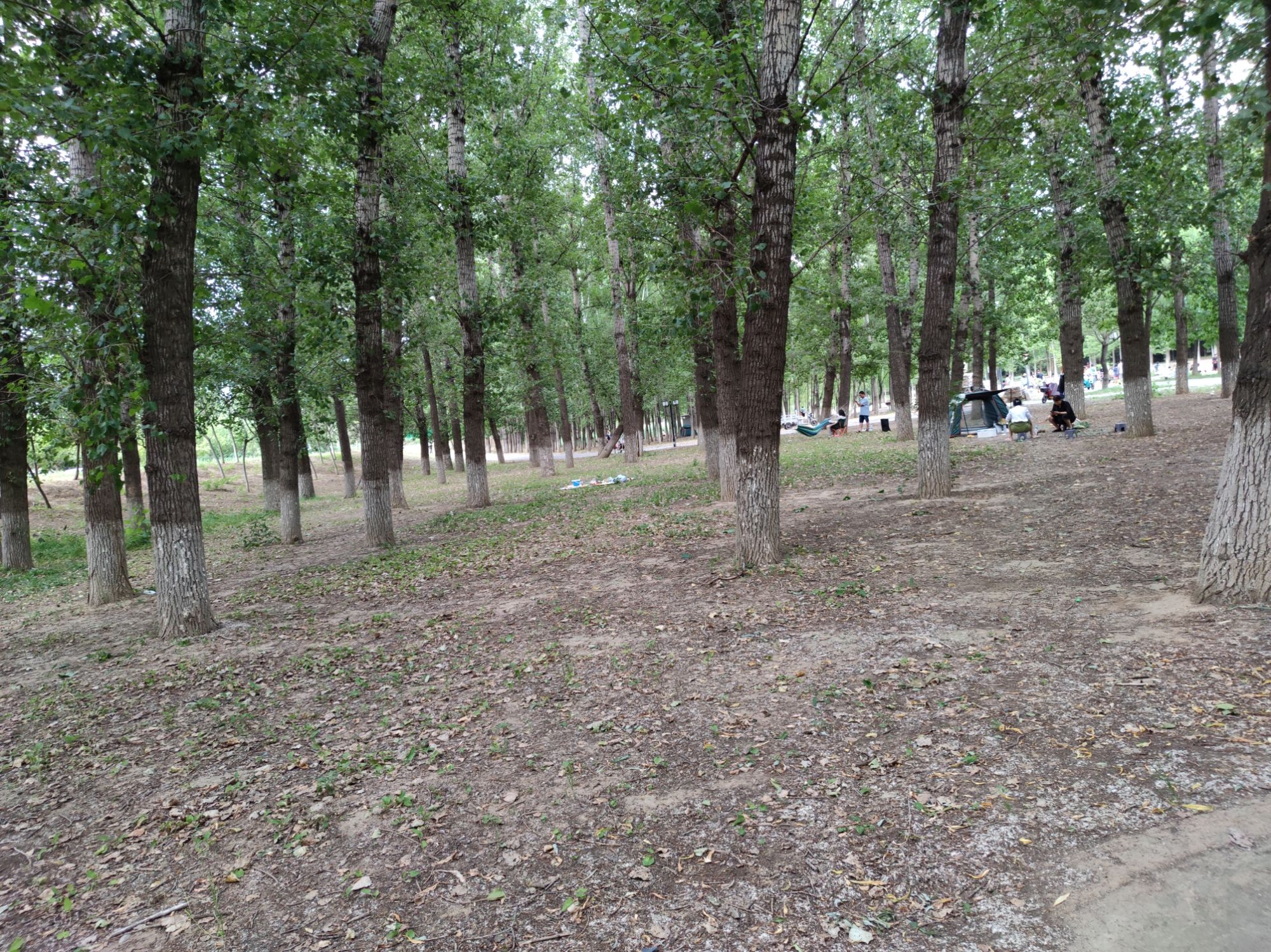小龙河公园旅行图片 2