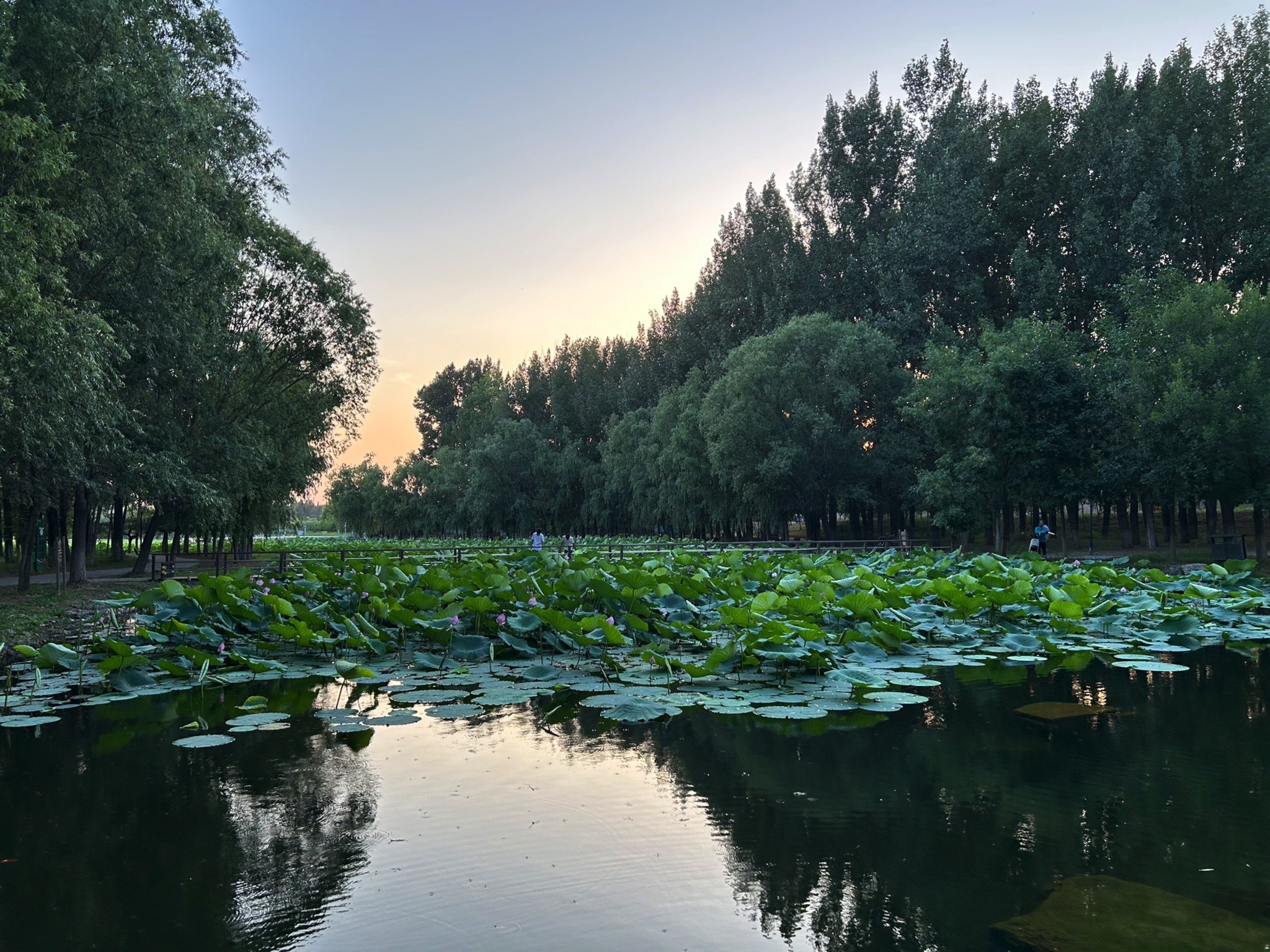 小龙河公园旅行图片 1
