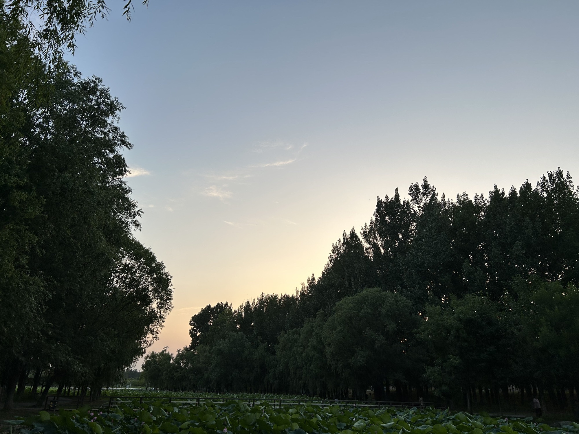 小龙河公园旅行图片 3