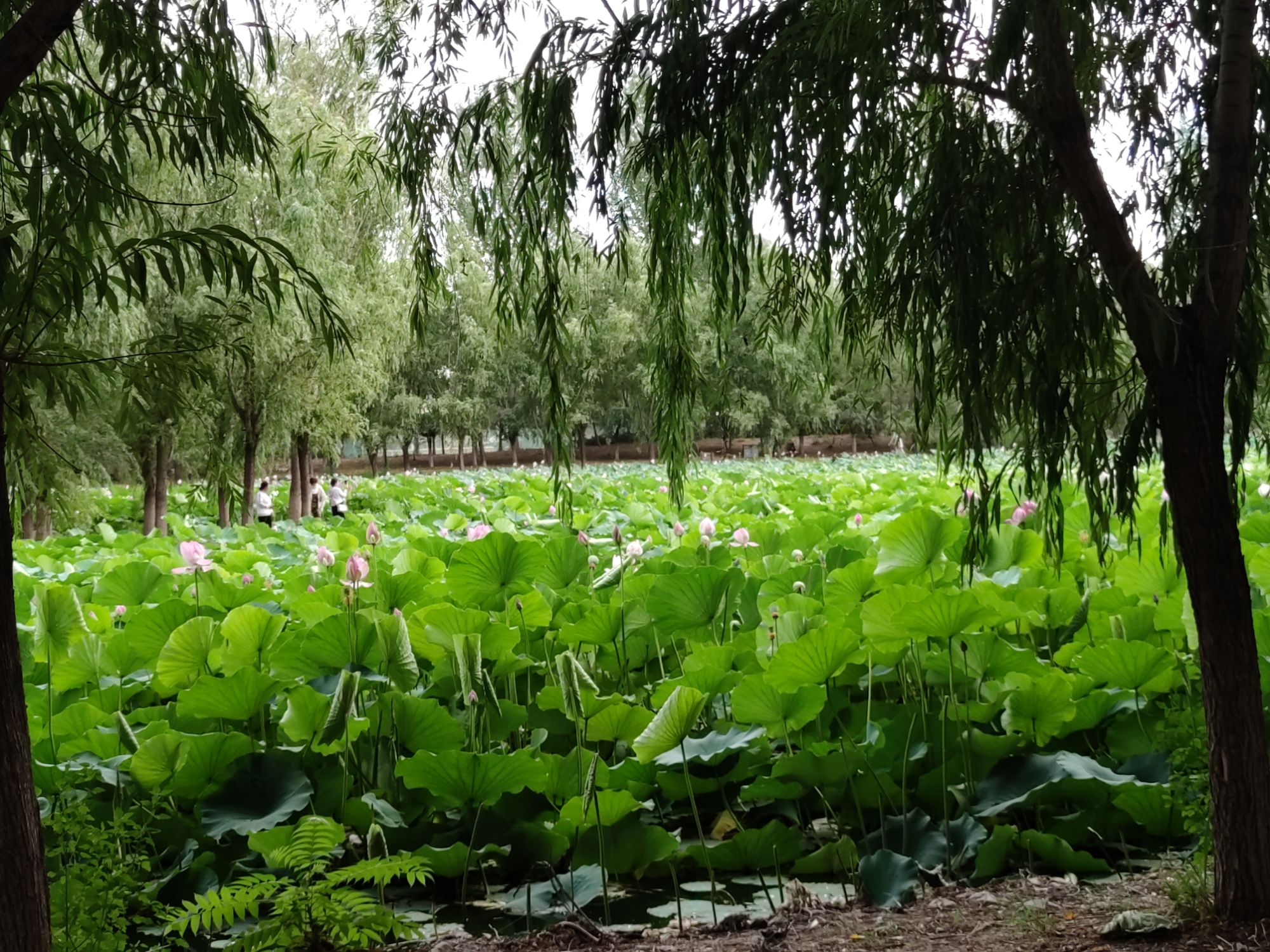 小龙河公园旅行图片 1