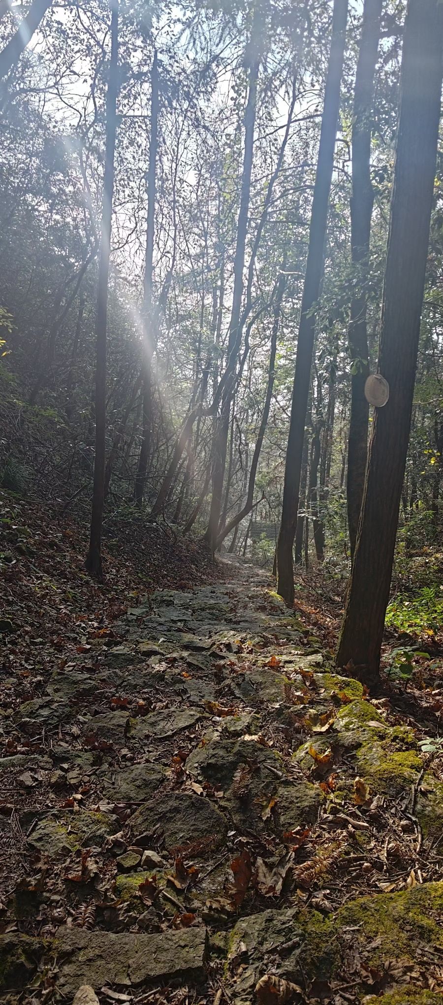 古田山旅行图片 2