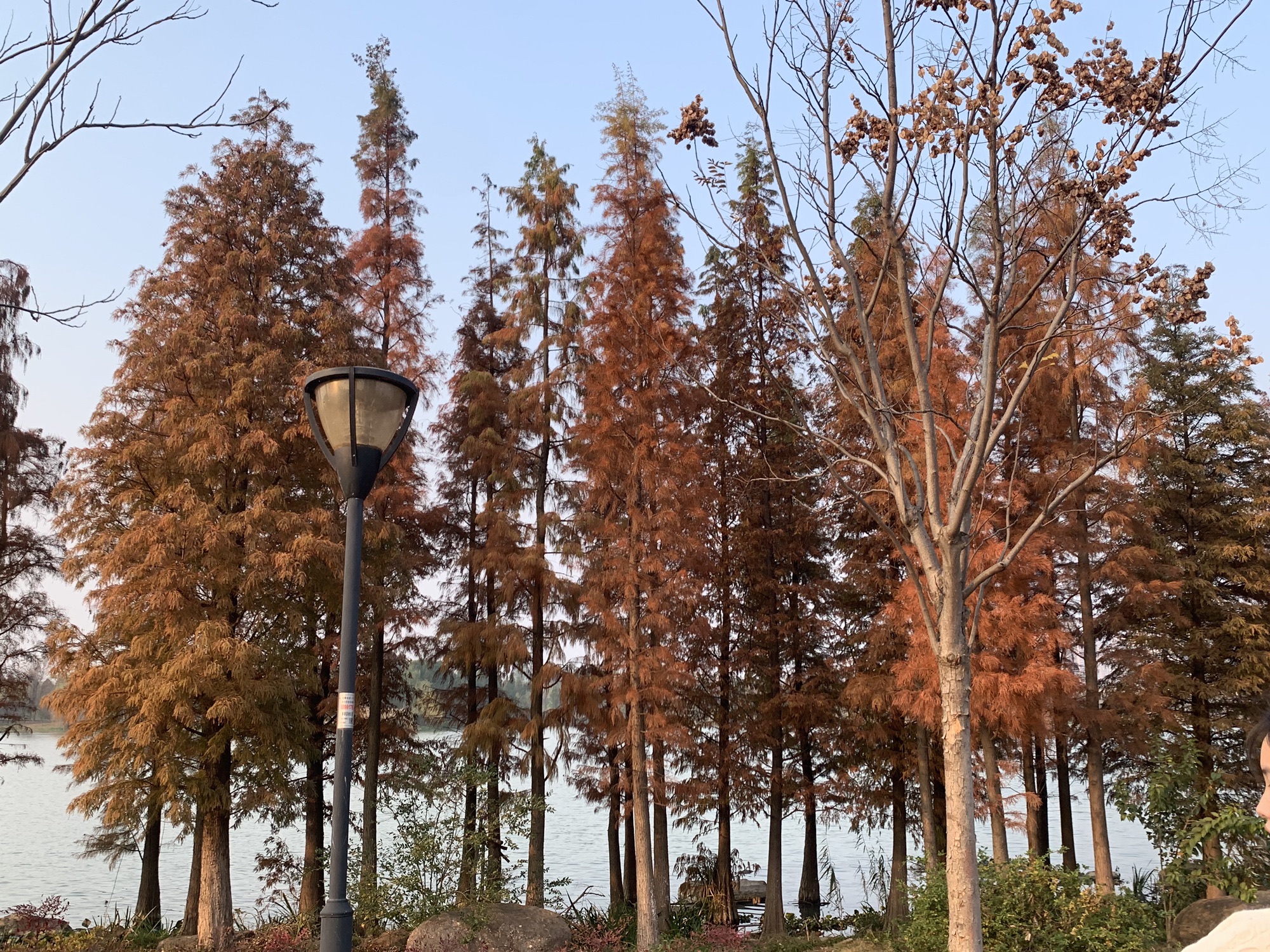 象湖南湿地公园旅行图片 2