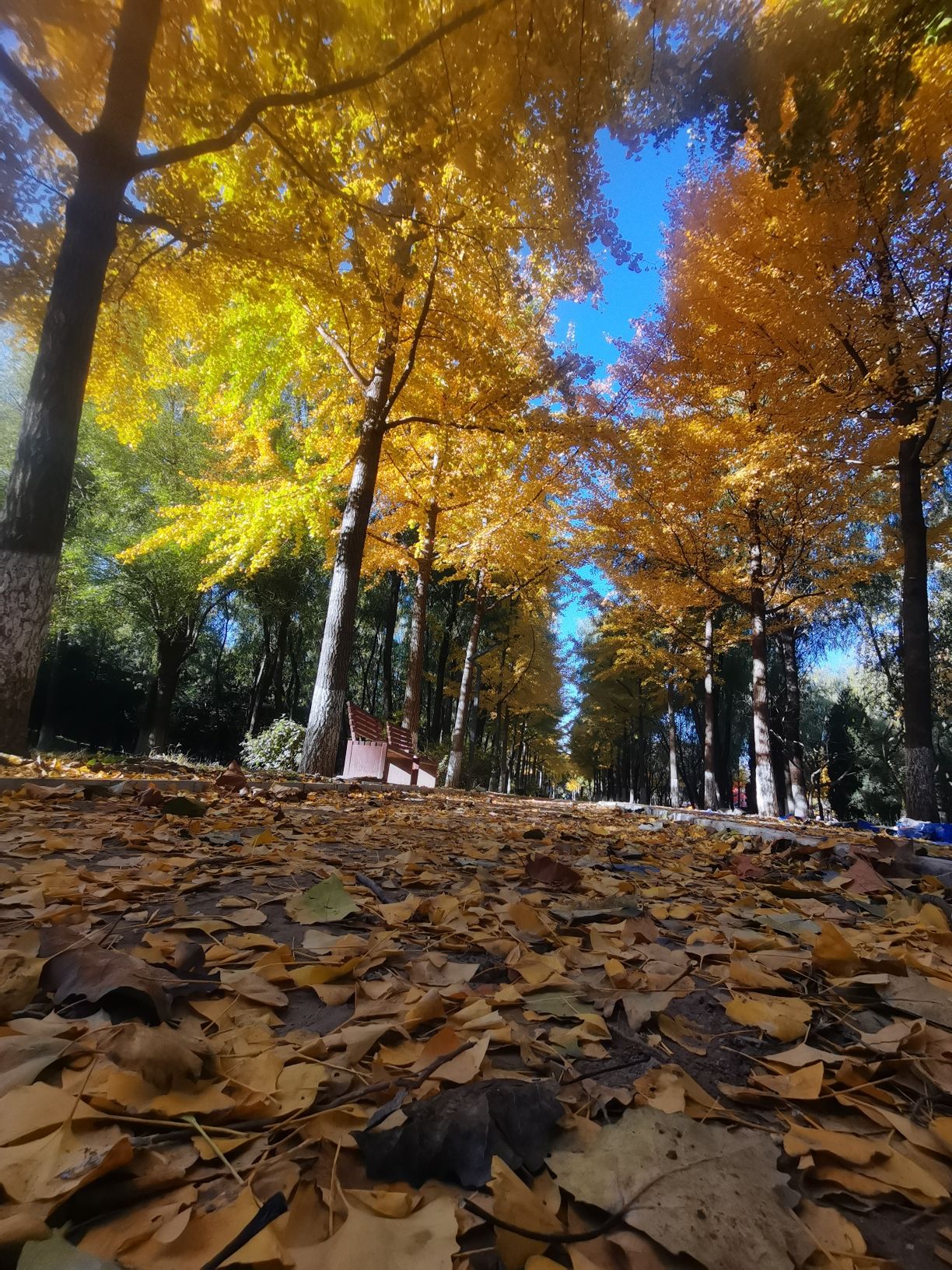 东升八家山地车公园旅行图片 2