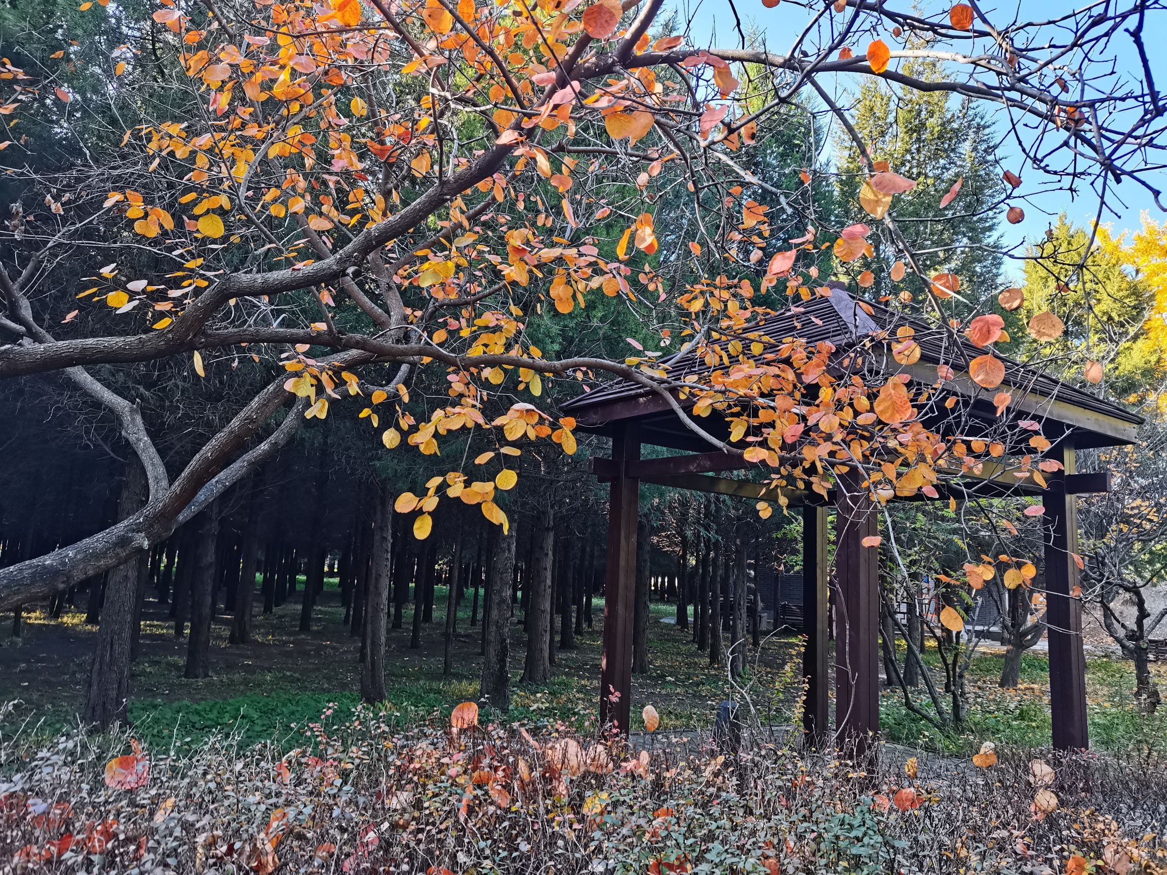 东升八家山地车公园旅行图片 1