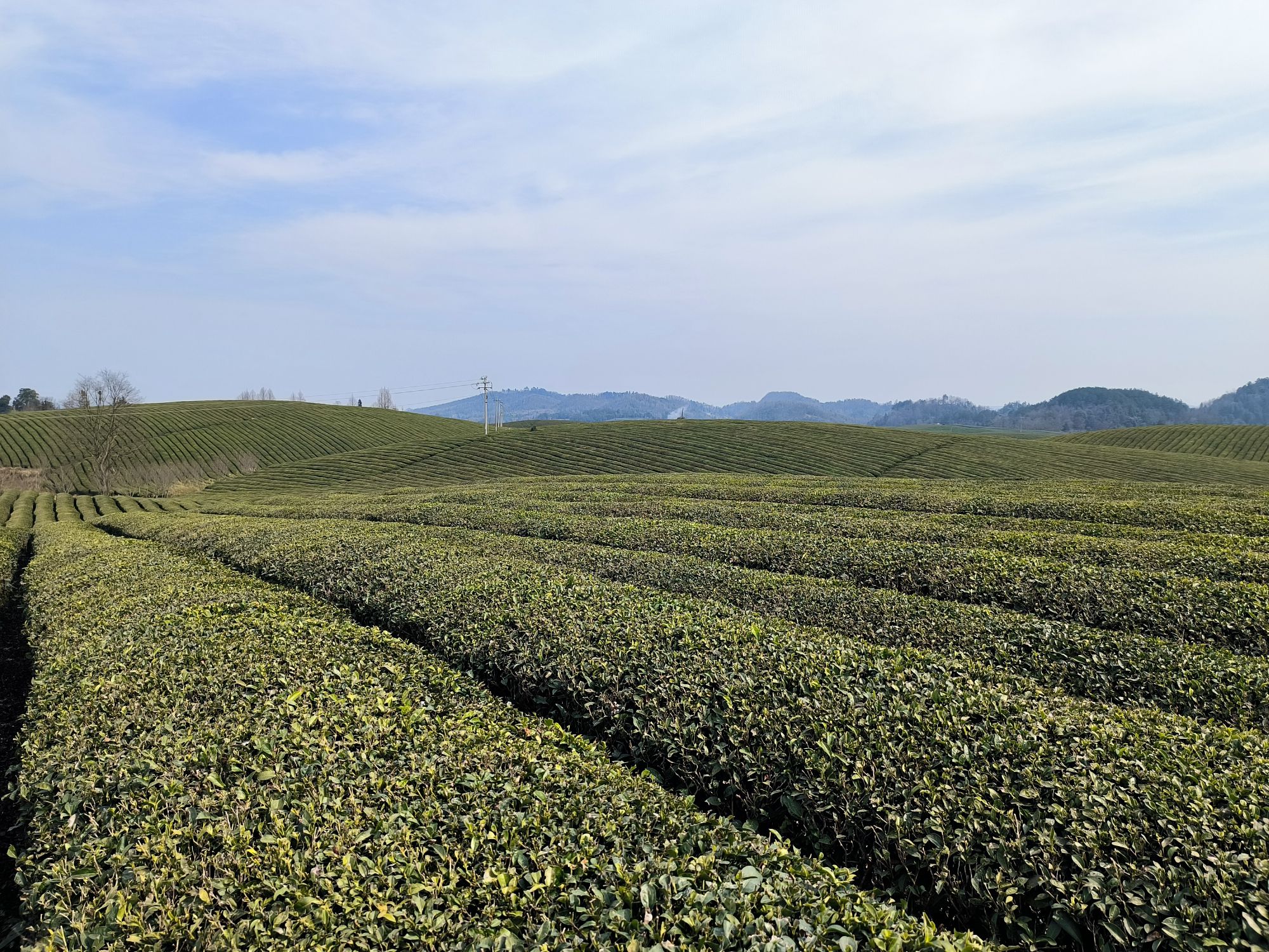 中国茶海景区旅行图片 3